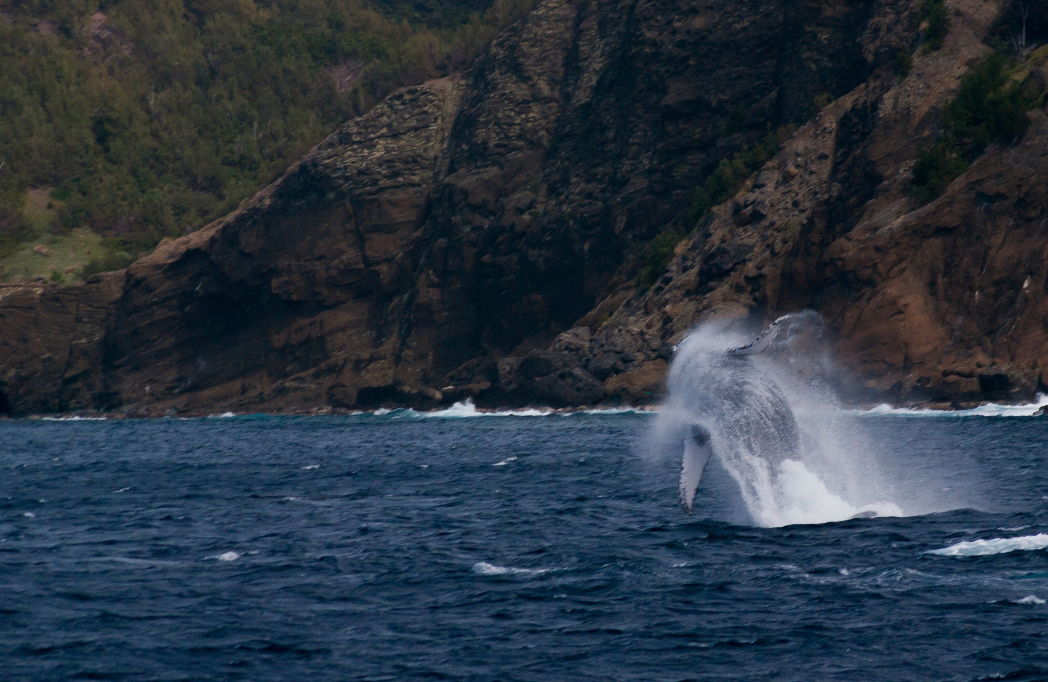 Pentax K-7 + Sigma sample photo. Whale watching in japan photography