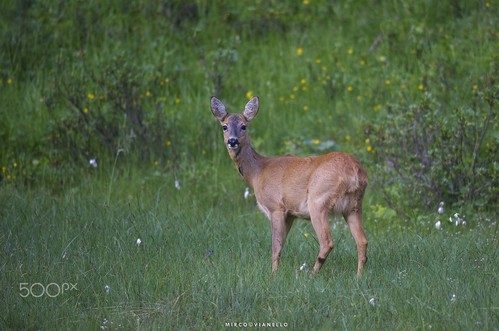Nikon AF-S Nikkor 500mm F4G ED VR sample photo. Rosina photography