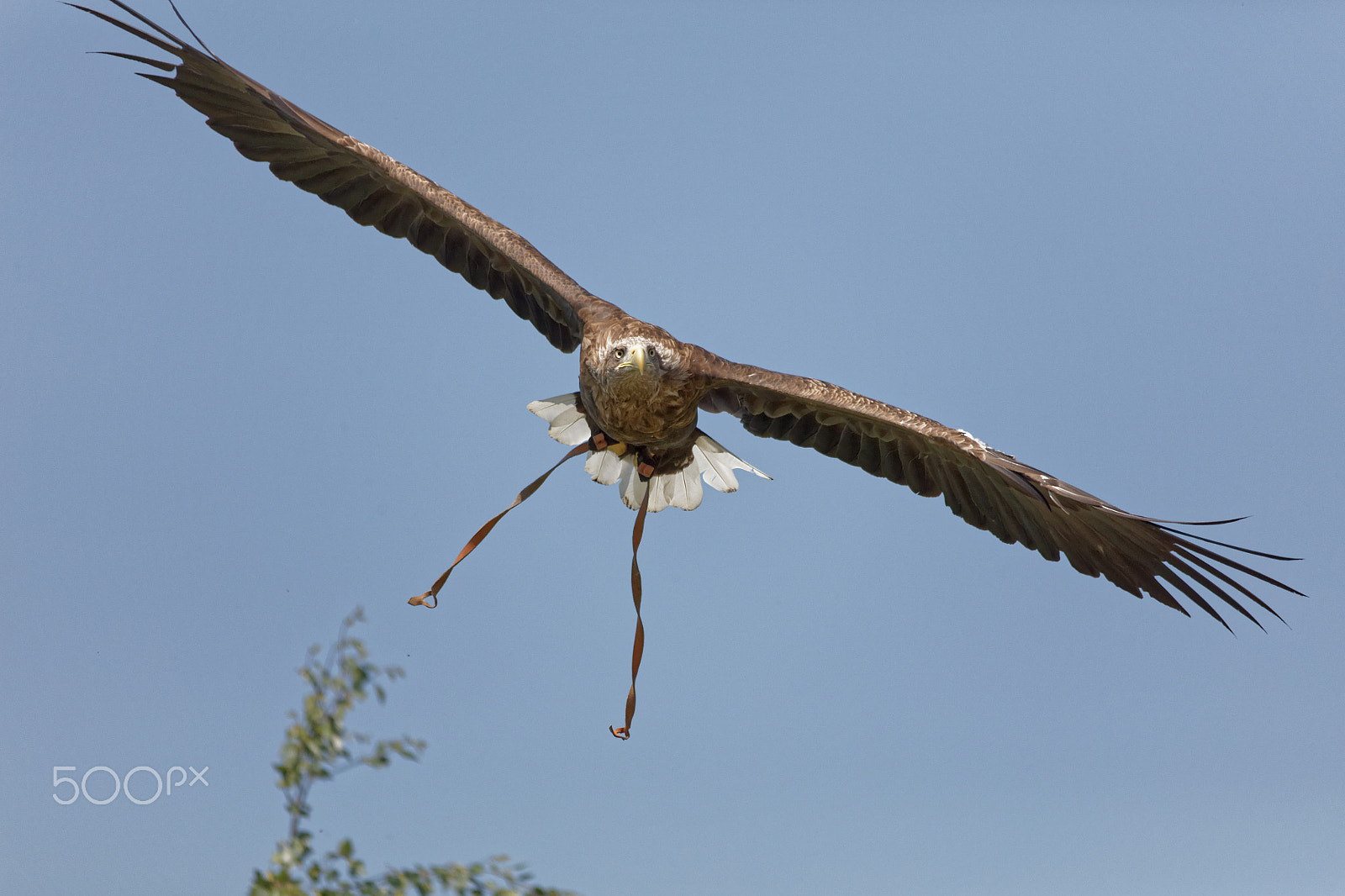 Sigma 150-500mm F5-6.3 DG OS HSM sample photo. Sea eagle photography