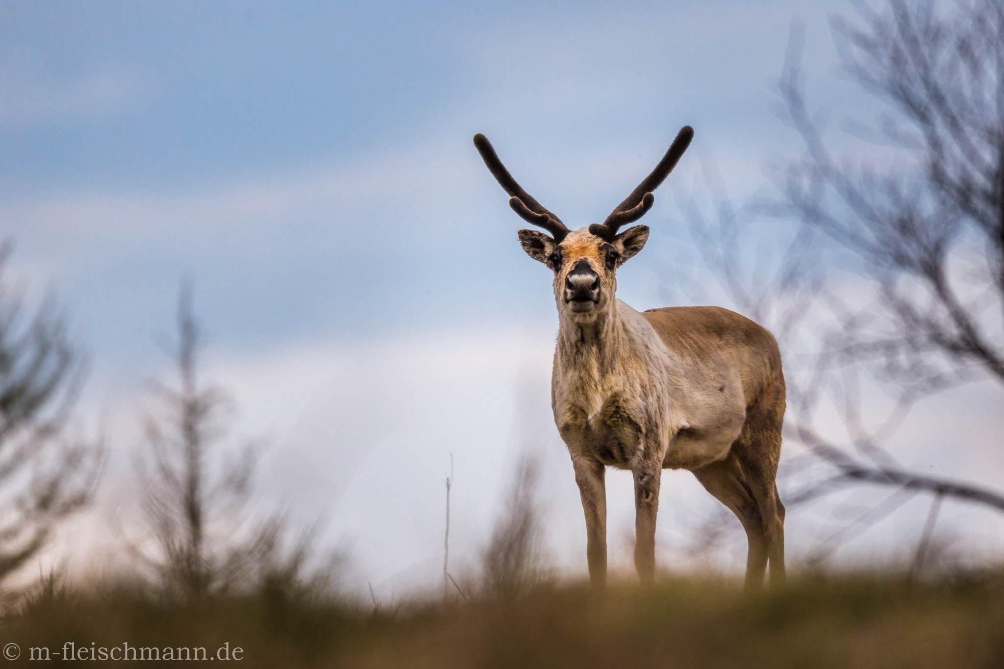 Canon EOS 6D + Canon EF 800mm F5.6L IS USM sample photo. Iceland photography