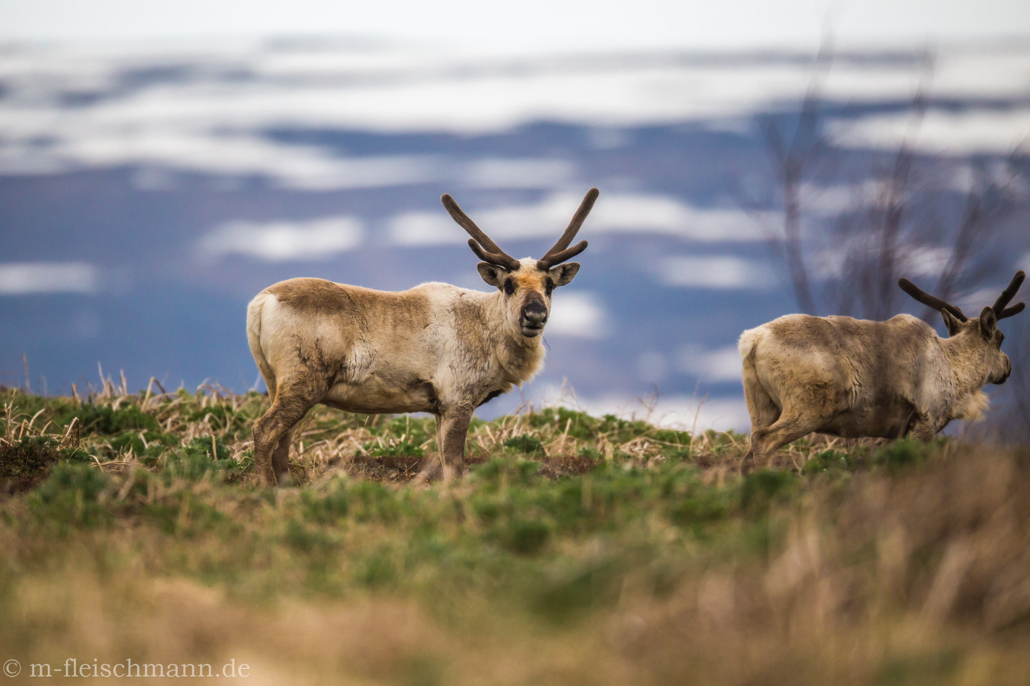 Canon EOS 6D + Canon EF 800mm F5.6L IS USM sample photo. Iceland photography