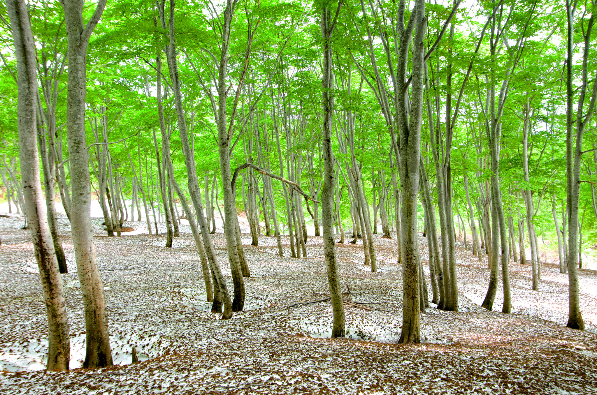Pentax K-5 IIs sample photo. Spring forest photography