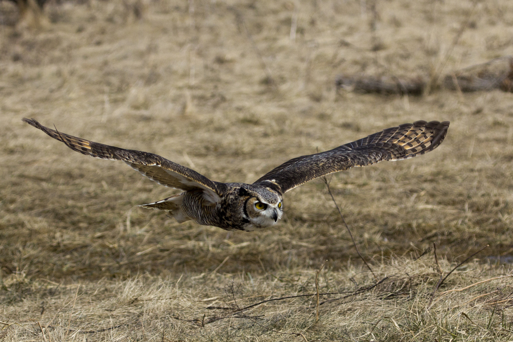Canon EF 100-400mm F4.5-5.6L IS USM sample photo. Owl in flight photography
