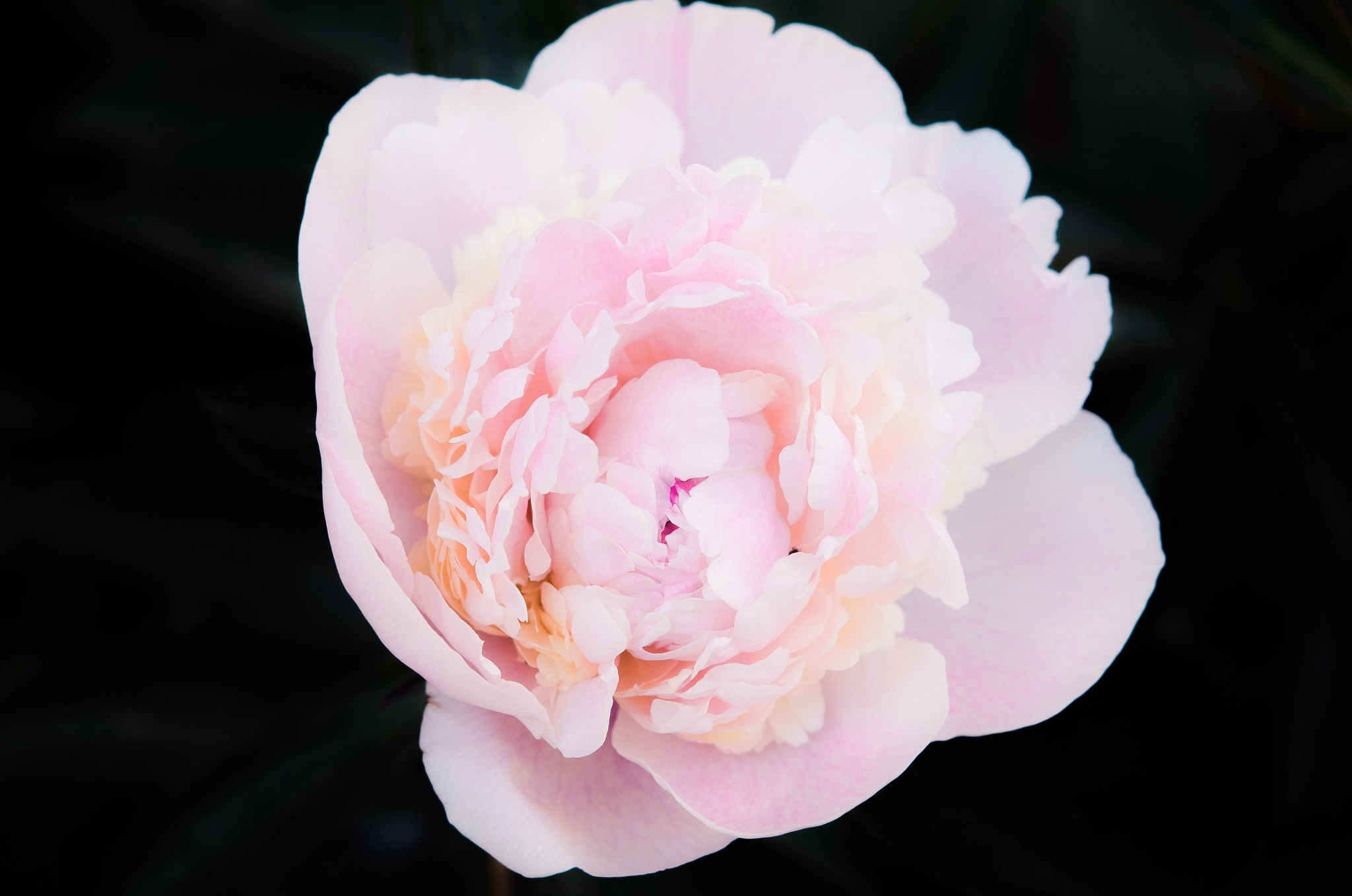 Nikon AF-S Micro-Nikkor 60mm F2.8G ED sample photo. Peony photography