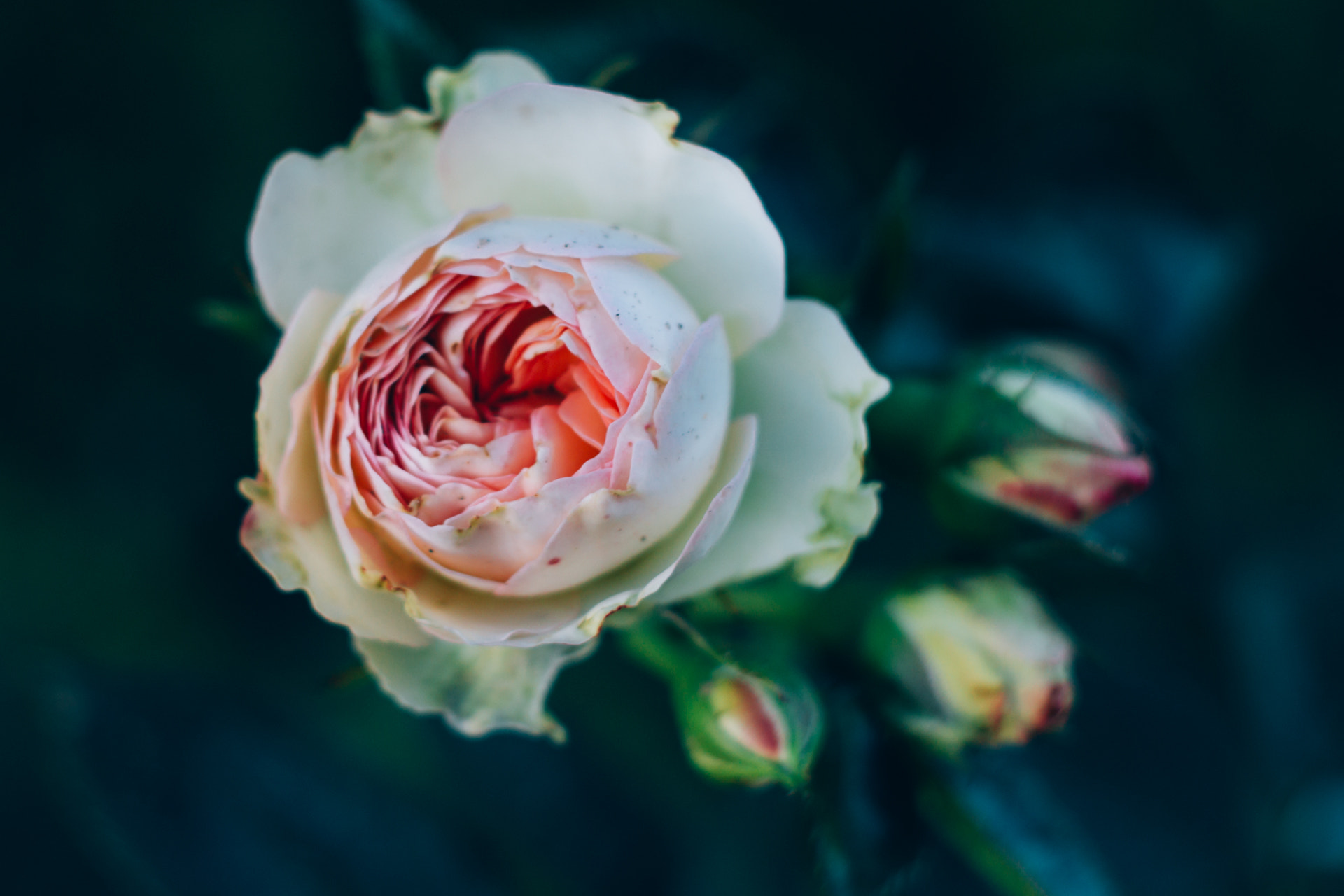 Canon EF 28-80mm f/3.5-5.6 sample photo. Cold flower photography