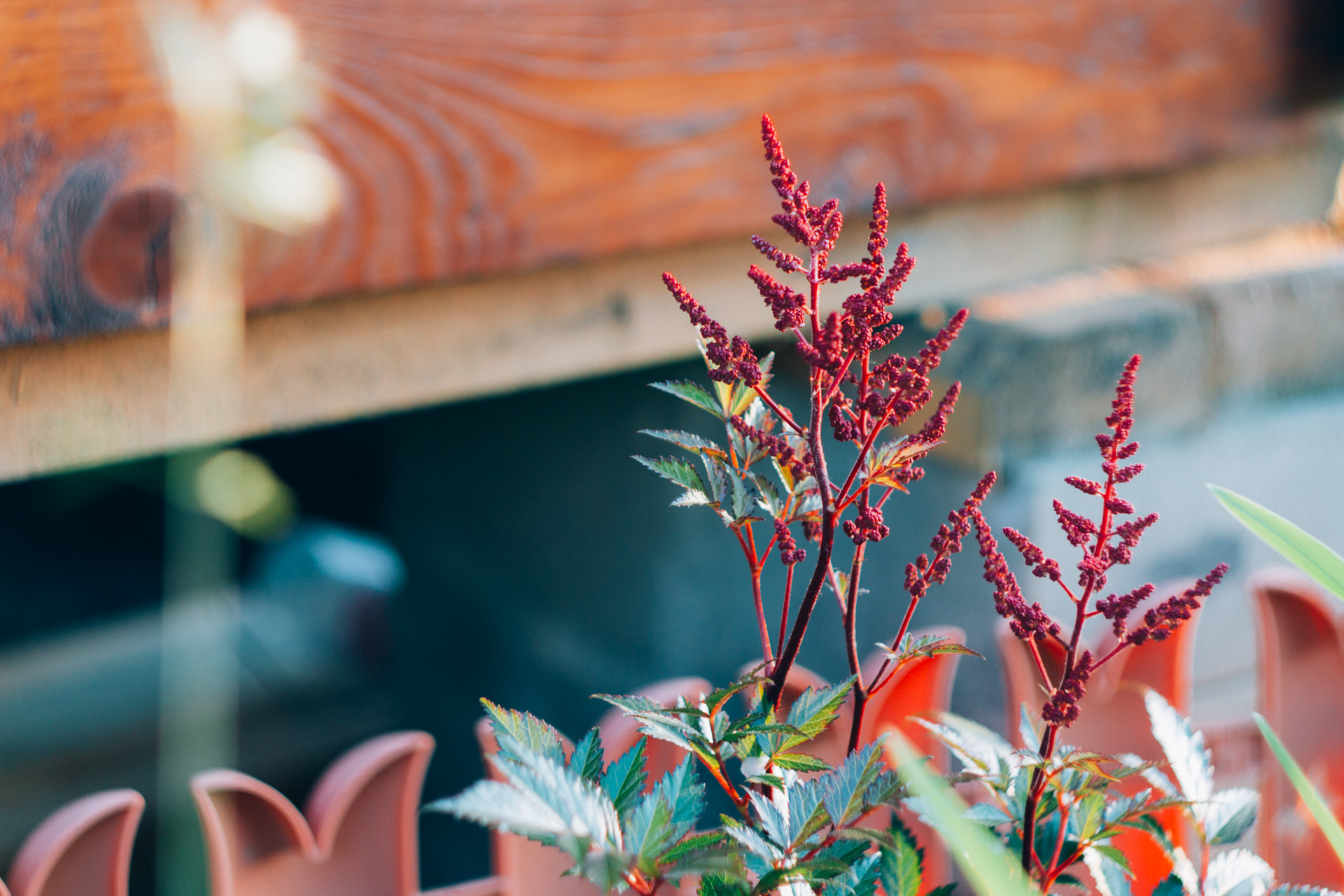 Canon EF 28-80mm f/3.5-5.6 sample photo. Small flowers photography