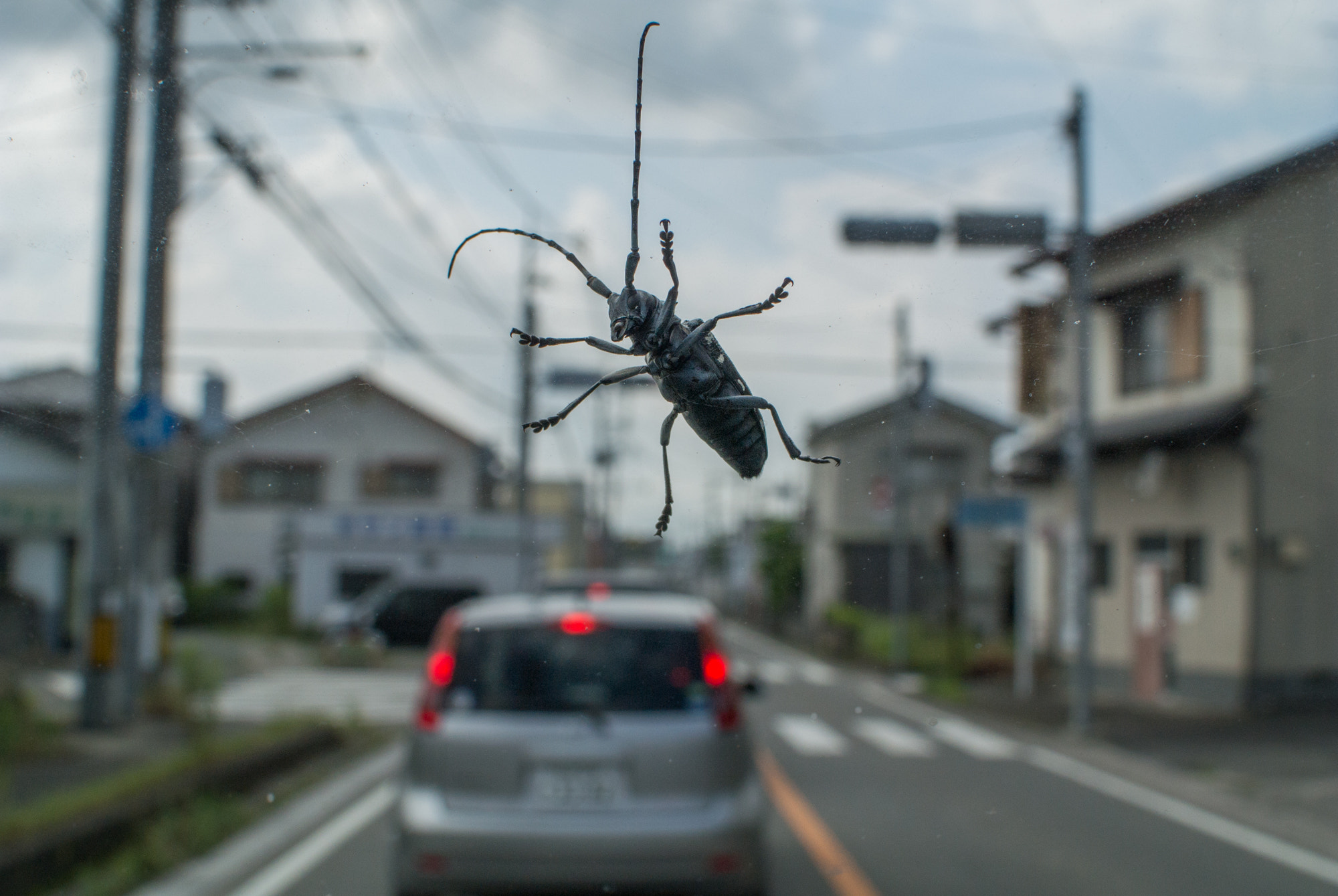 Nikon 1 J2 + Nikon 1 Nikkor 18.5mm F1.8 sample photo. Monster beetle came to town photography