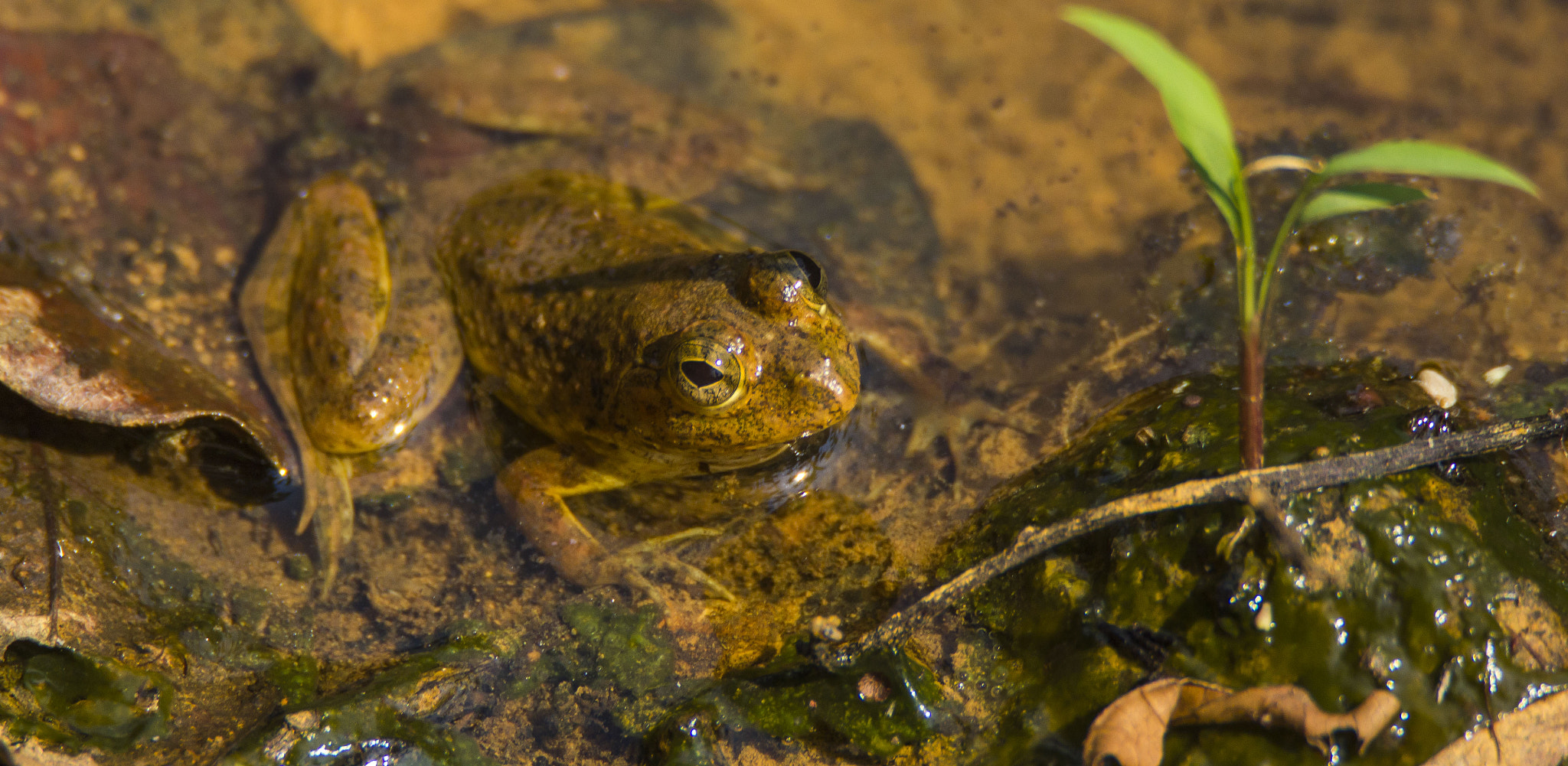 Canon EOS 550D (EOS Rebel T2i / EOS Kiss X4) + Tamron SP 150-600mm F5-6.3 Di VC USD sample photo. Skittering frog in a pond photography