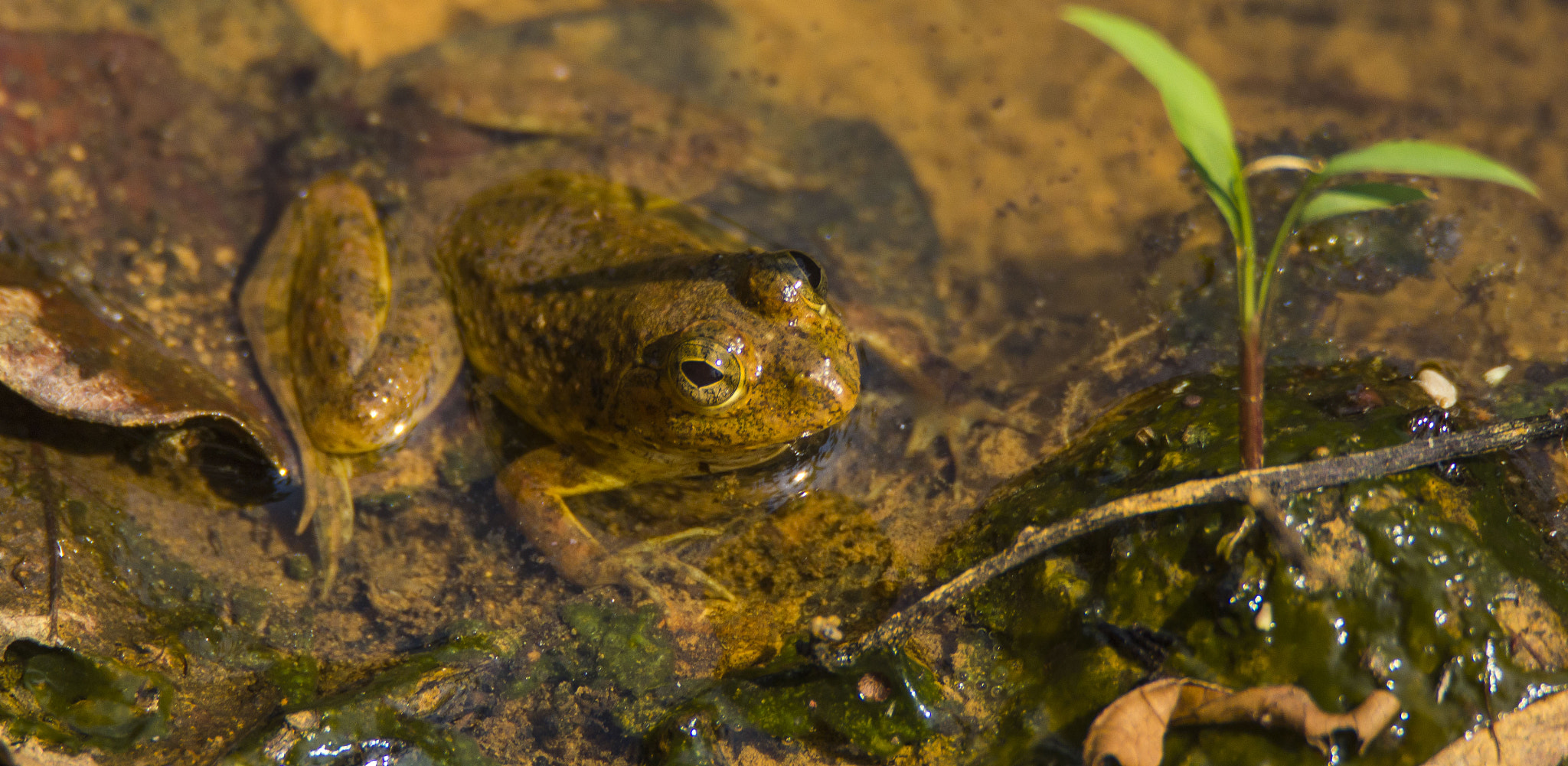 Tamron SP 150-600mm F5-6.3 Di VC USD sample photo. Skittering frog in a pond photography