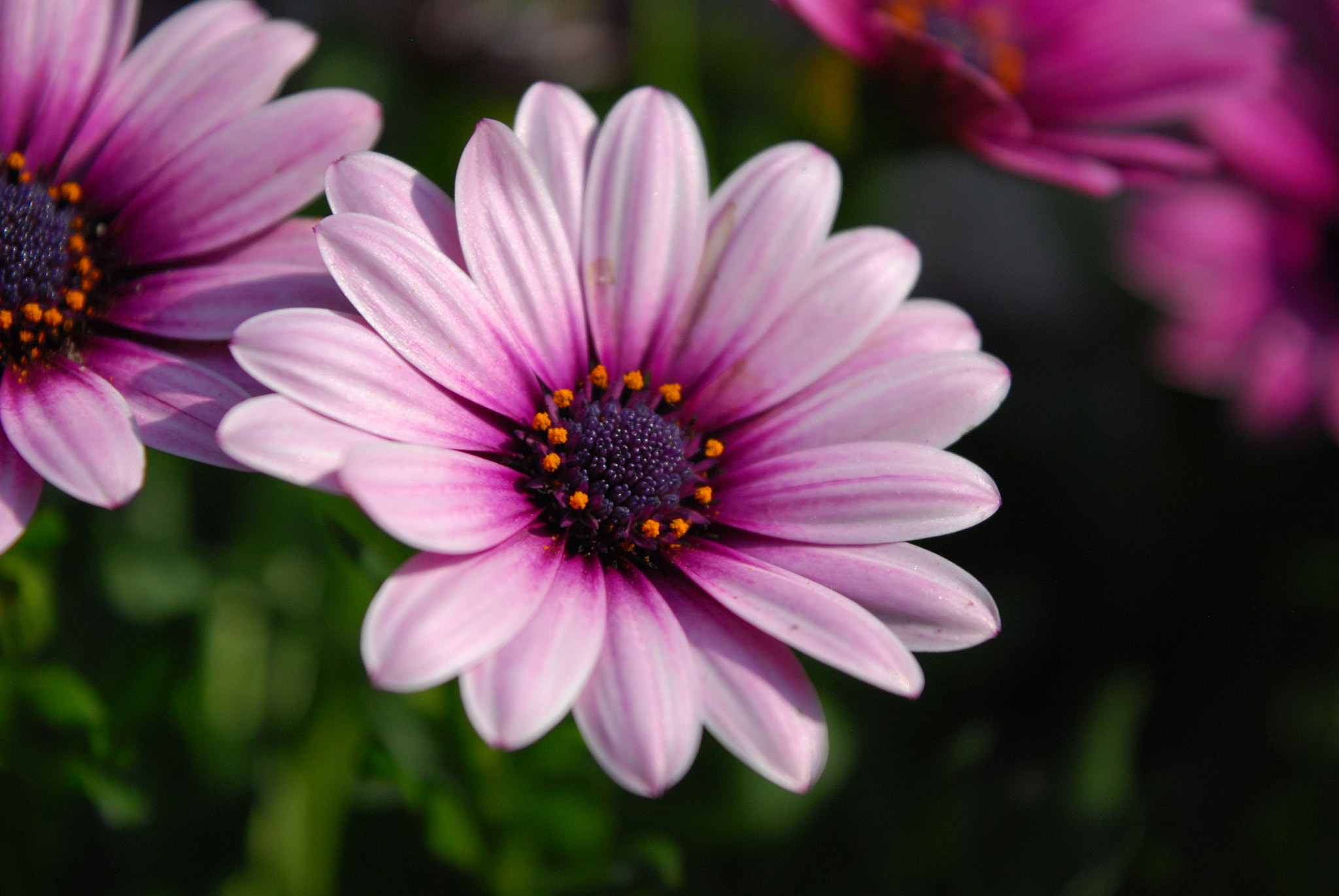 Nikon D60 sample photo. Flower photography