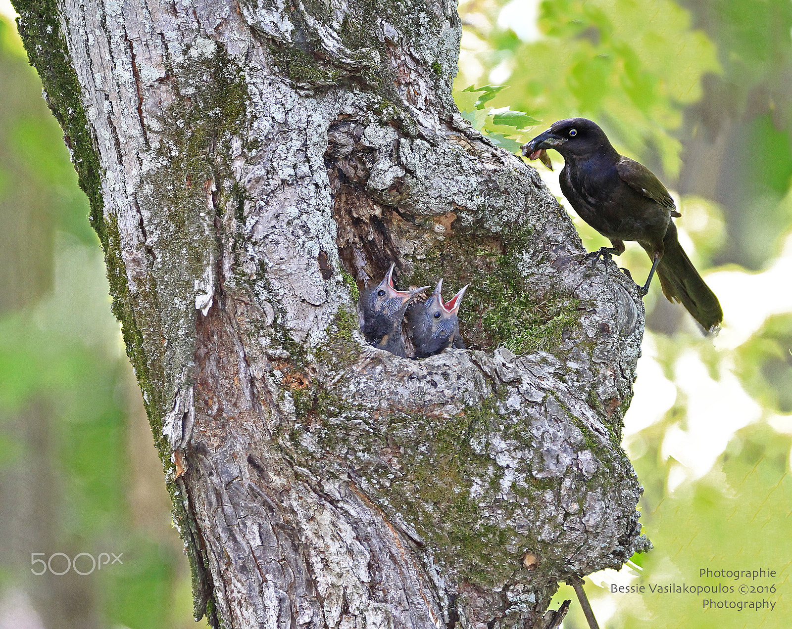 Sigma 150mm f/2.8 EX DG OS HSM APO Macro sample photo. The common grackle photography