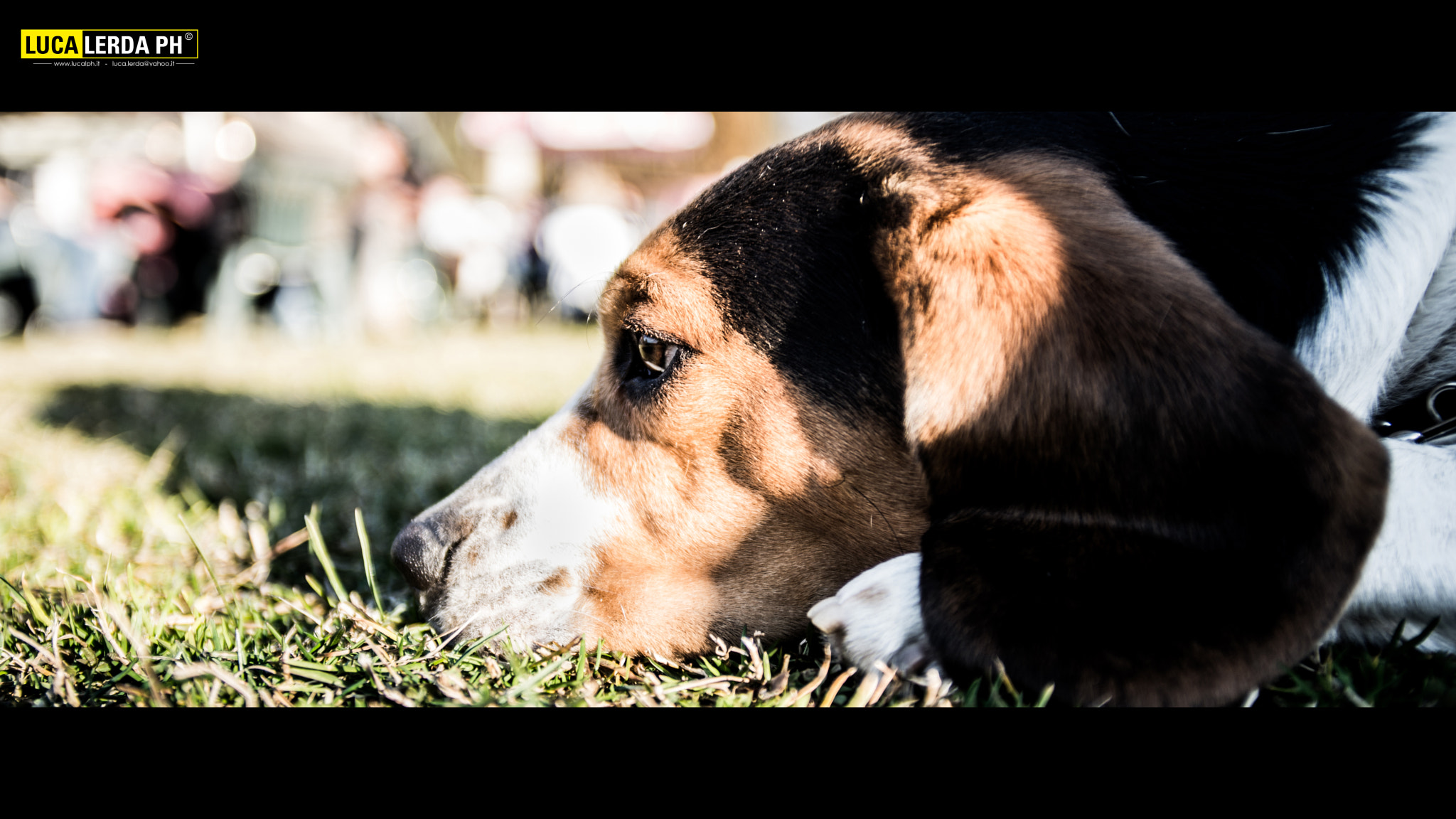 Sigma 20-40mm F2.8 sample photo. Snoopy the beagle cinematic capture photography