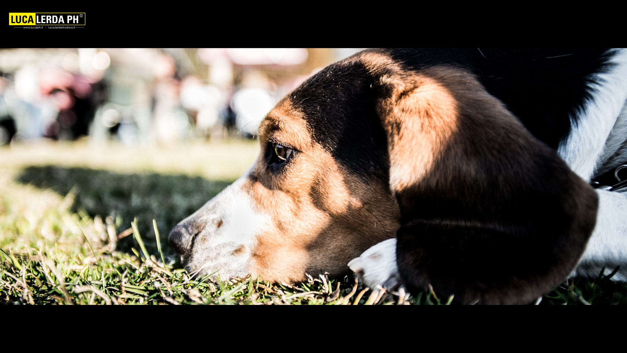 Nikon D610 + Sigma 20-40mm F2.8 sample photo. Snoopy the beagle cinematic capture photography