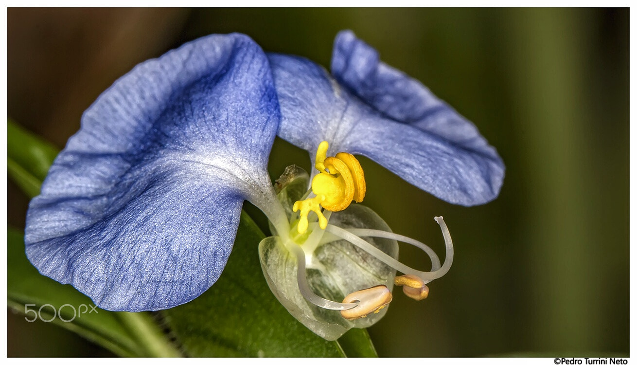 Canon EF 100mm F2.8L Macro IS USM sample photo. Little blue flower photography