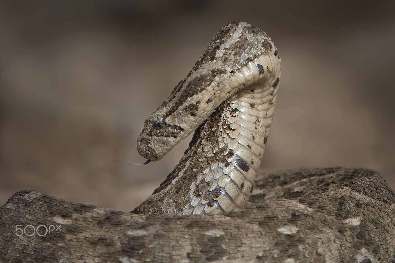 Nikon D4S sample photo. Preparedness photography