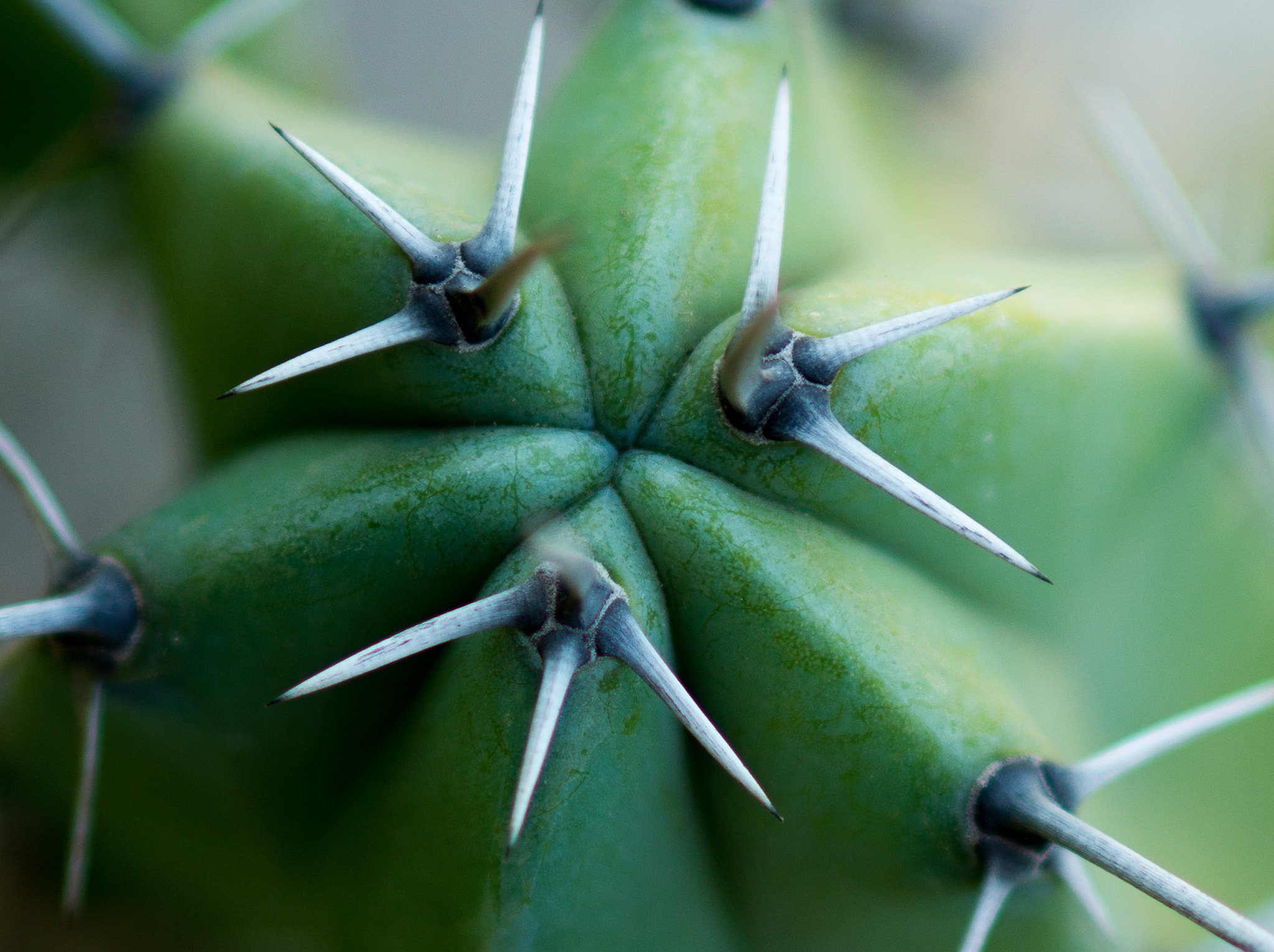 Sony Alpha a3500 sample photo. Cactus thorn photography