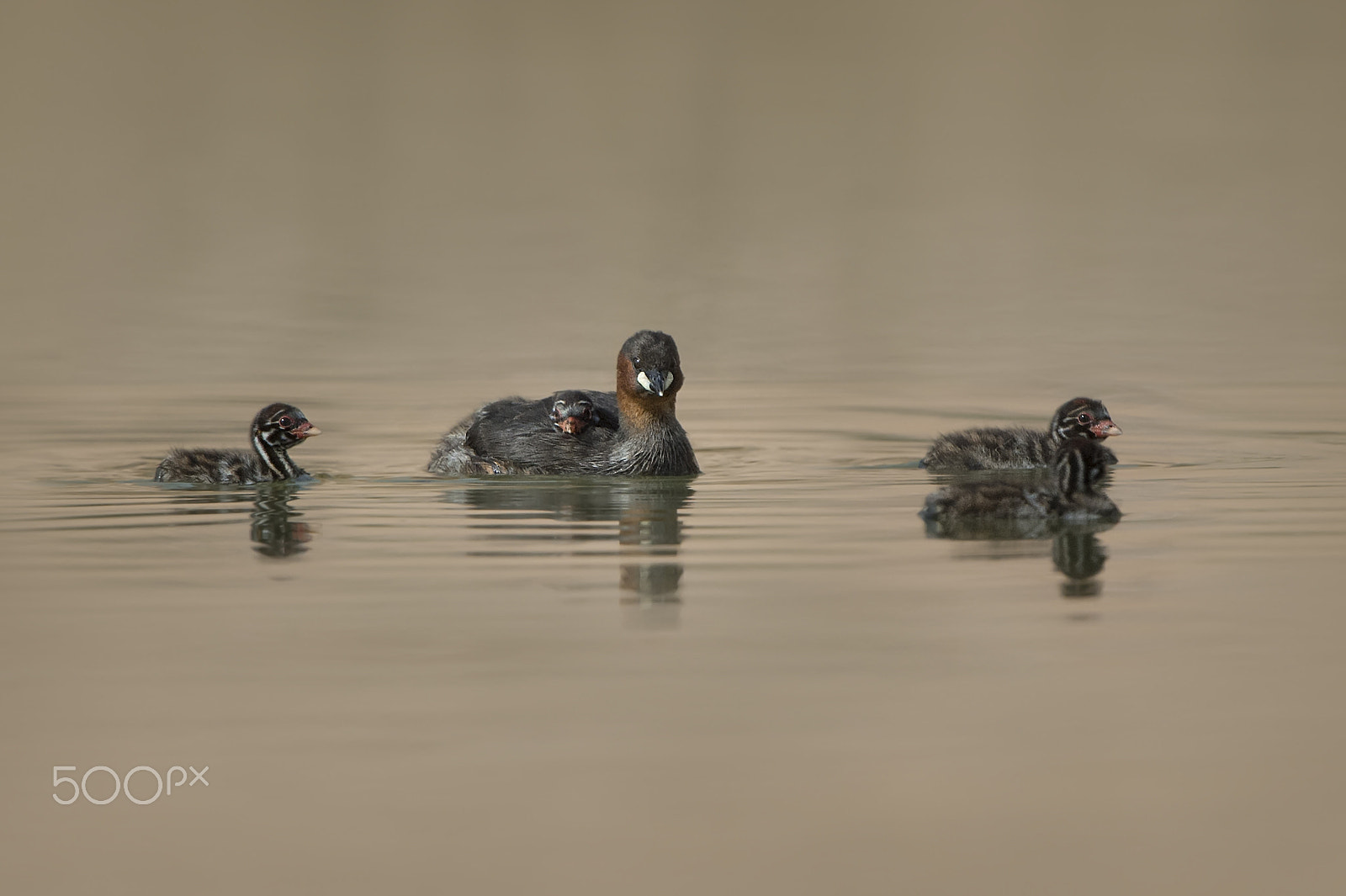 Nikon D4S sample photo. Little grebe family photography