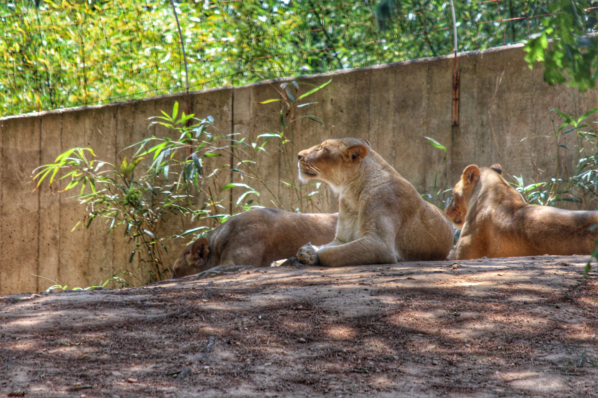 Canon EOS 700D (EOS Rebel T5i / EOS Kiss X7i) + Canon EF-S 55-250mm F4-5.6 IS II sample photo. Lioness photography