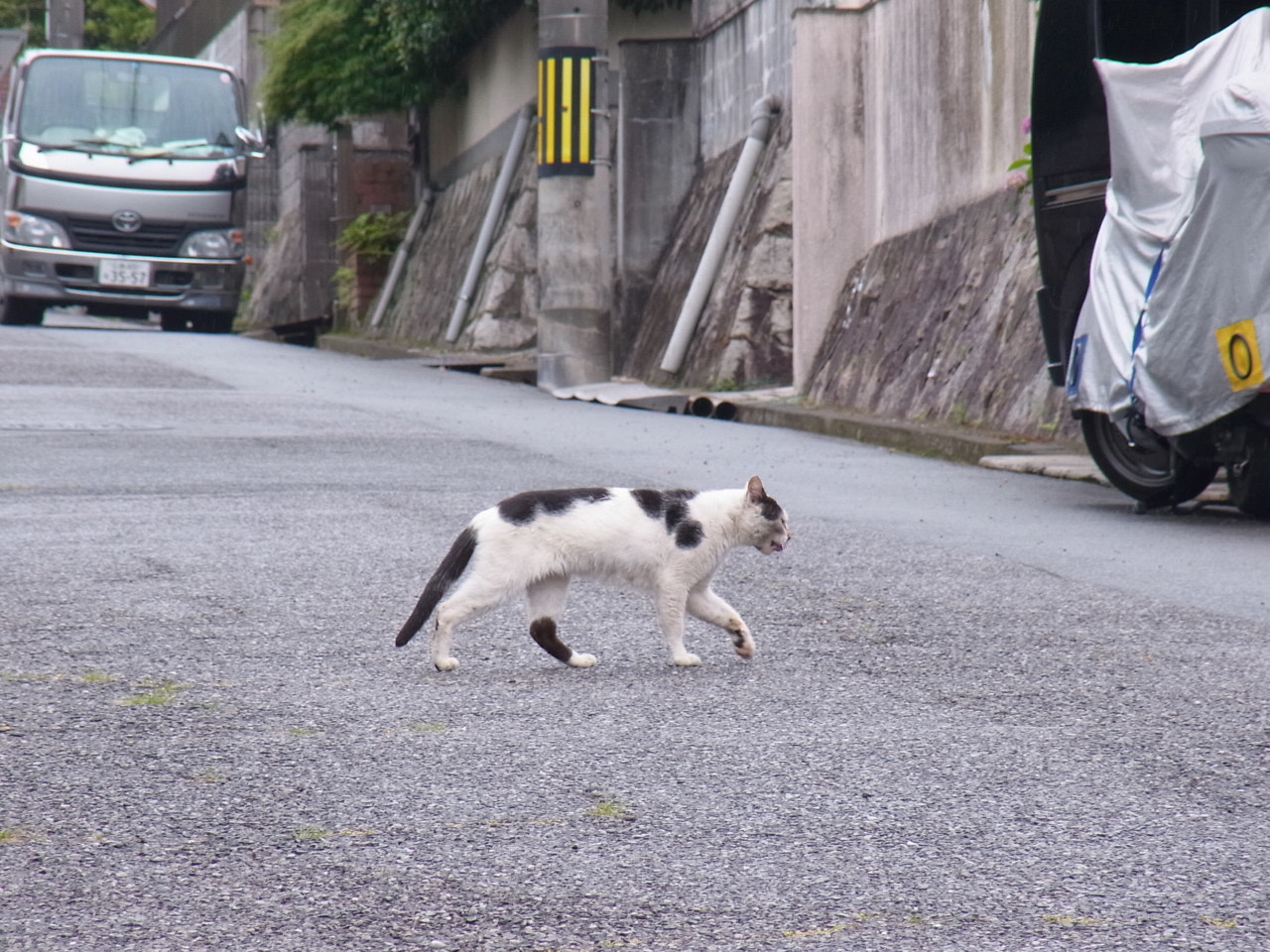 Ricoh CX5 sample photo. ノラにゃん photography