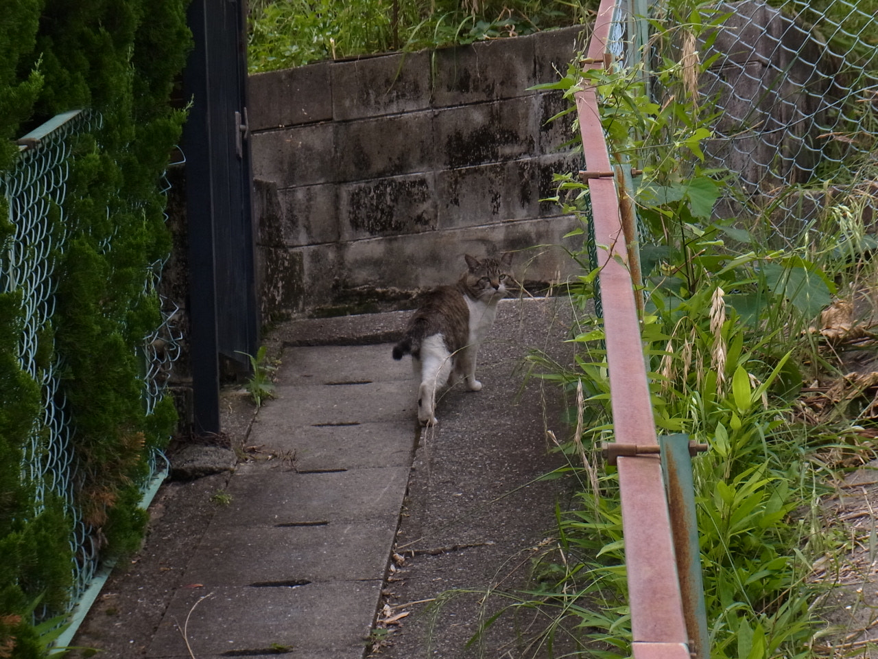 Ricoh CX5 sample photo. ノラにゃん photography