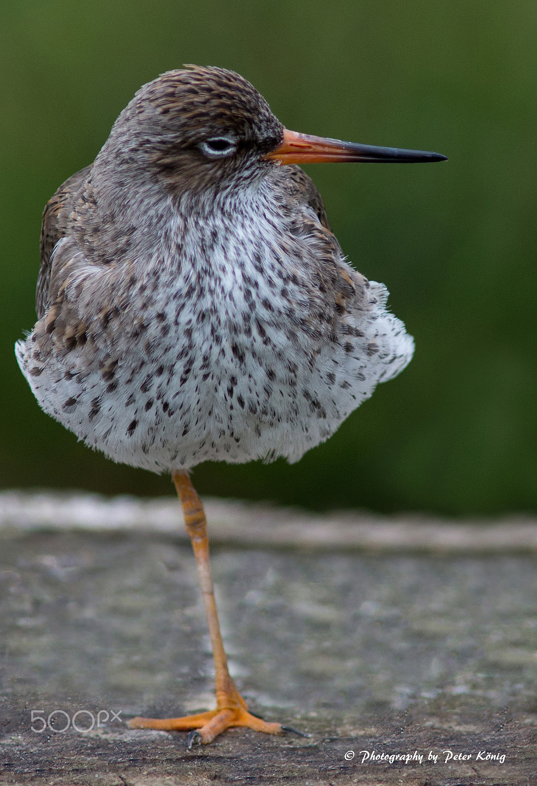 Nikon D600 + AF Nikkor 300mm f/4 IF-ED sample photo. A leg photography