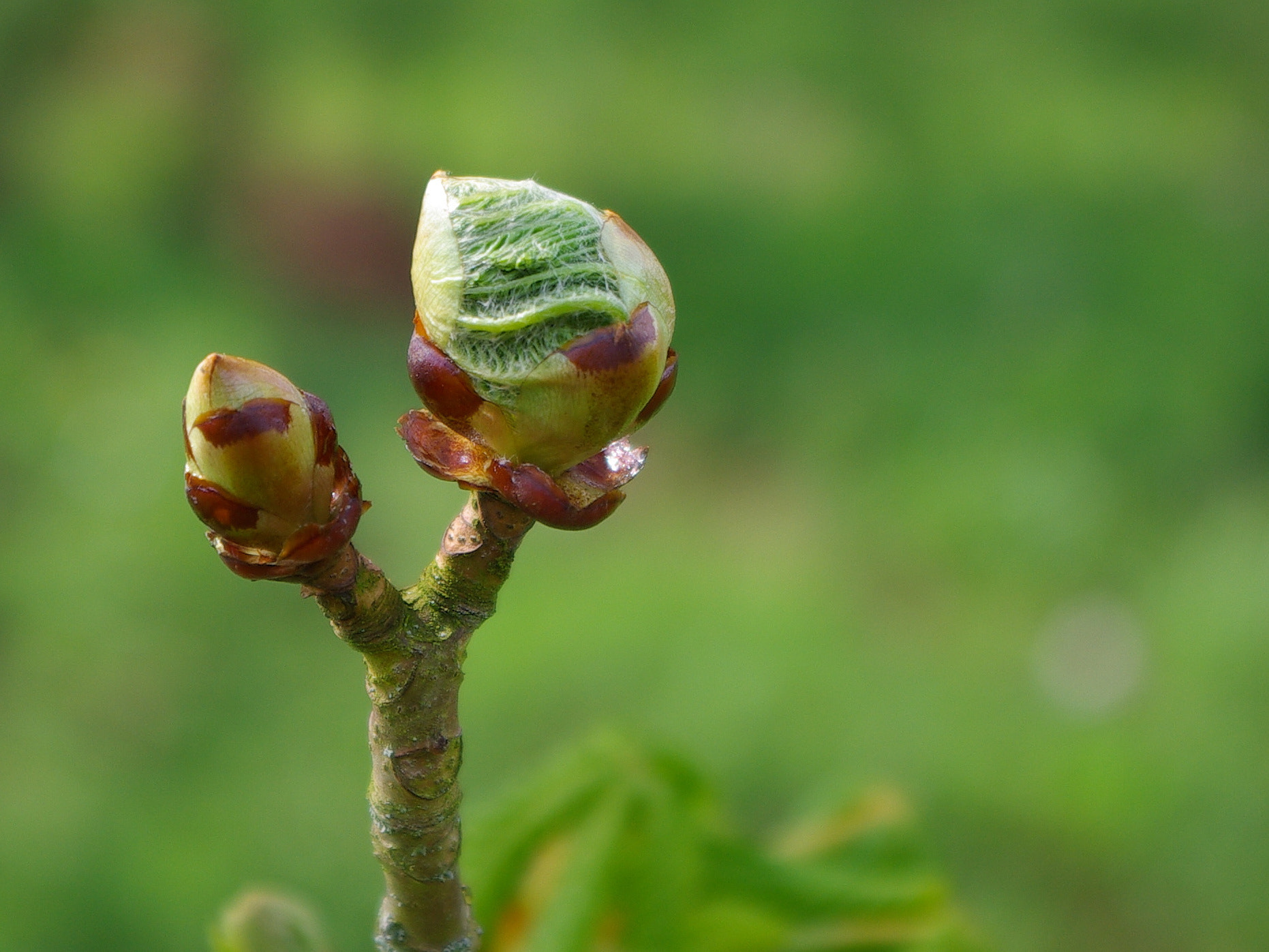 Samsung GX-10 + smc PENTAX-DA L 18-55mm F3.5-5.6 AL WR sample photo. Bursting bud photography