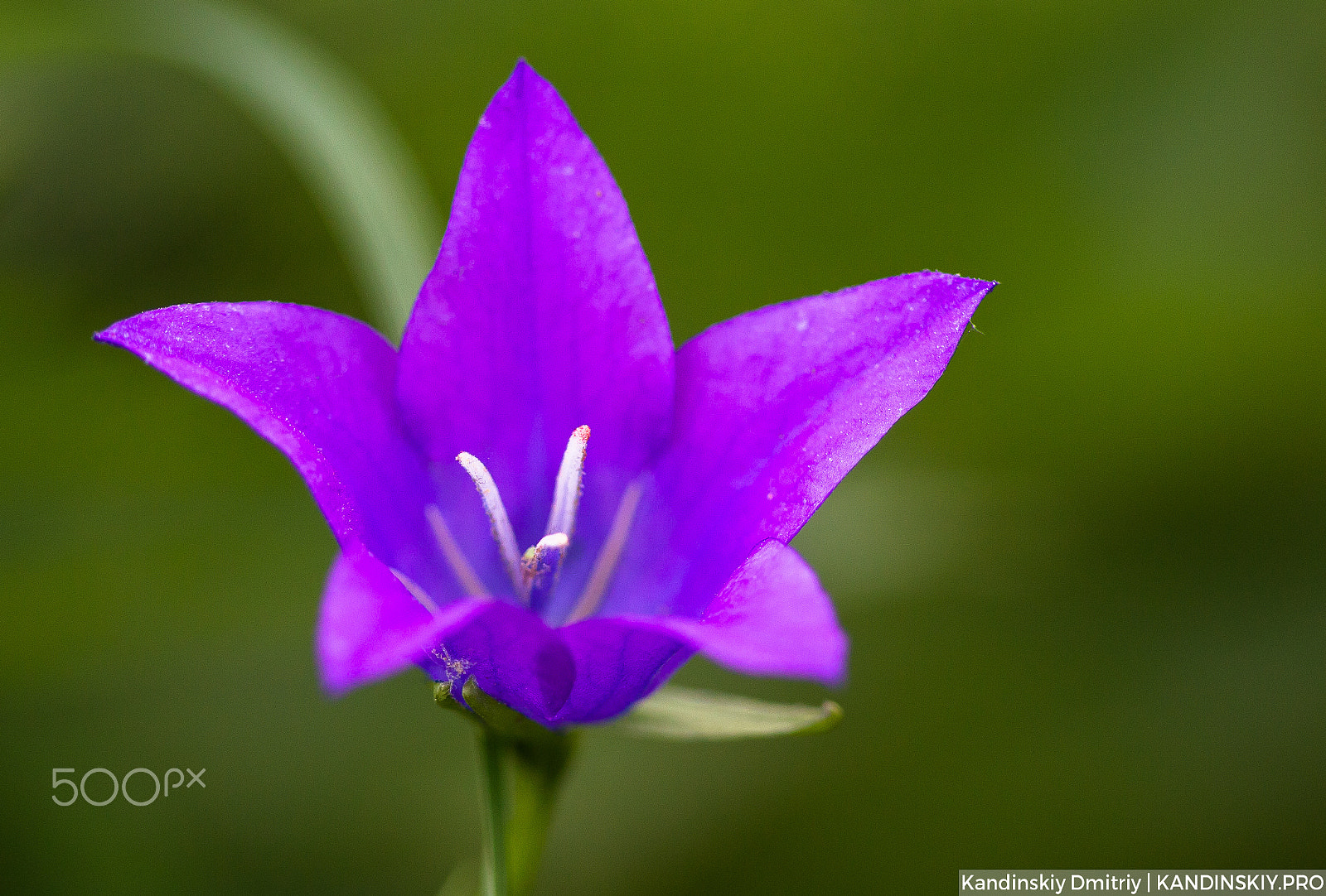 Canon EOS-1D Mark IV sample photo. *** photography