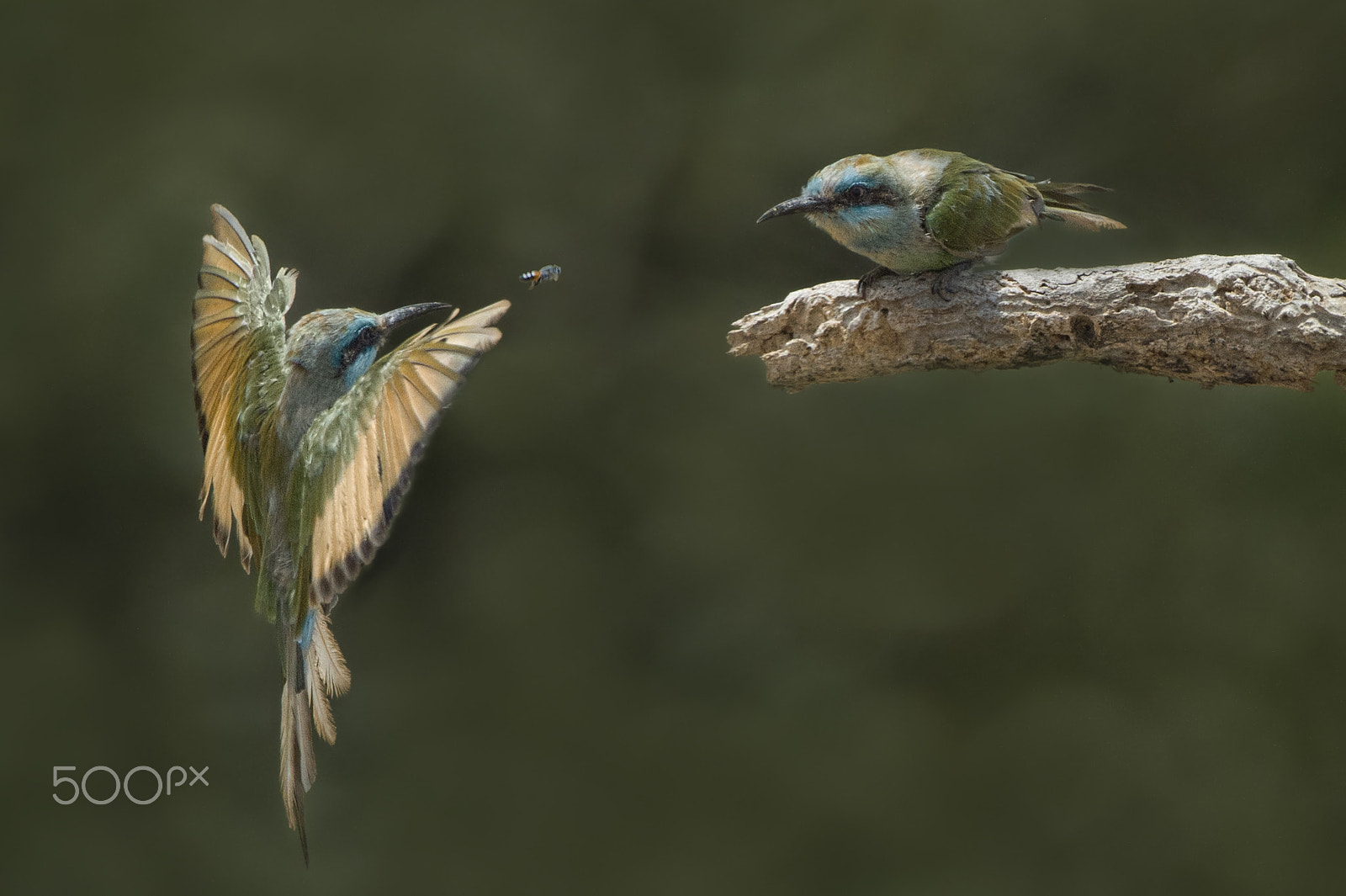 Nikon D4S sample photo. Who is the faster photography