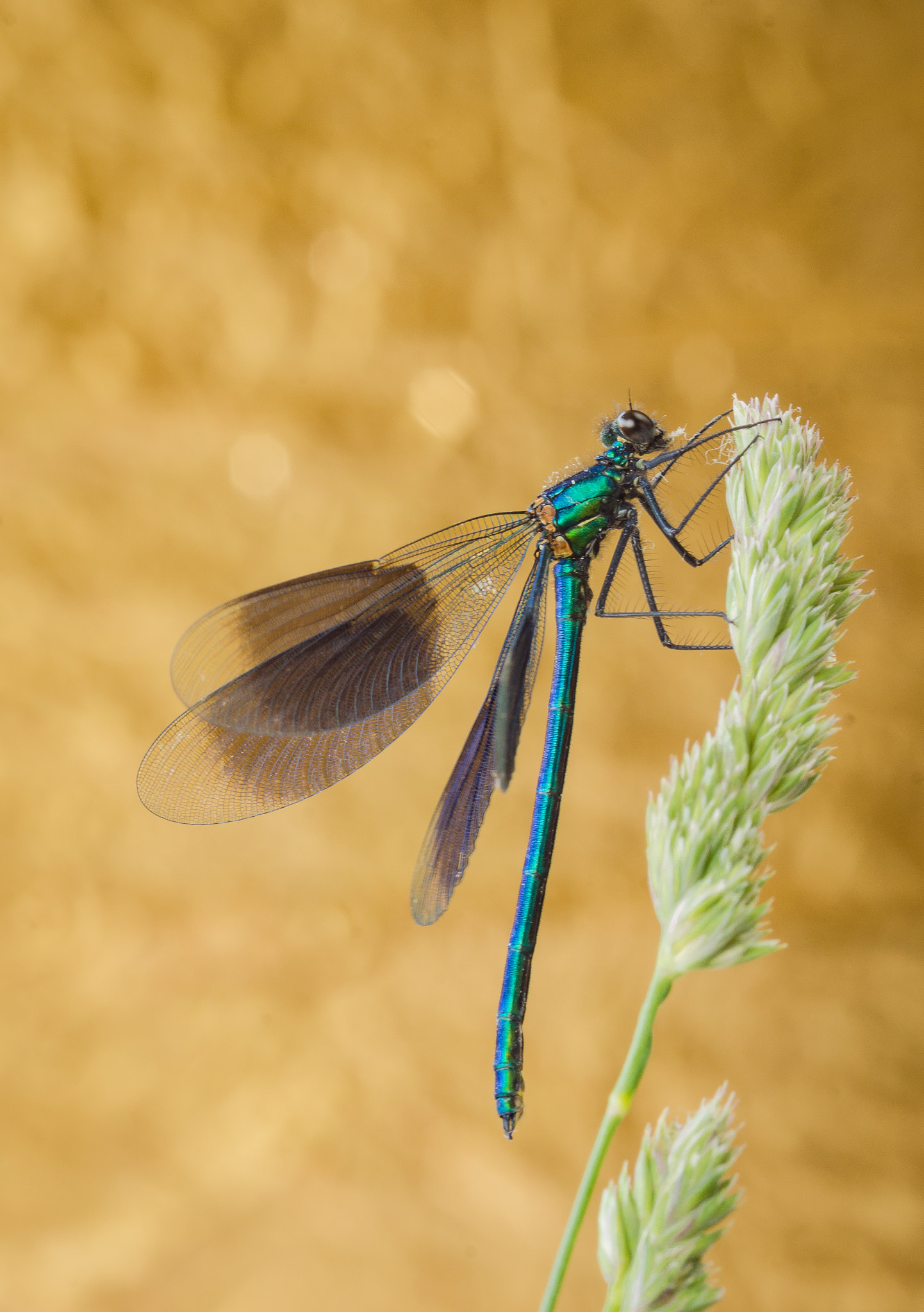 Sony SLT-A77 + Sigma 30mm F1.4 EX DC HSM sample photo. Gebänderte prachtlibelle (calopteryx splendens), photography