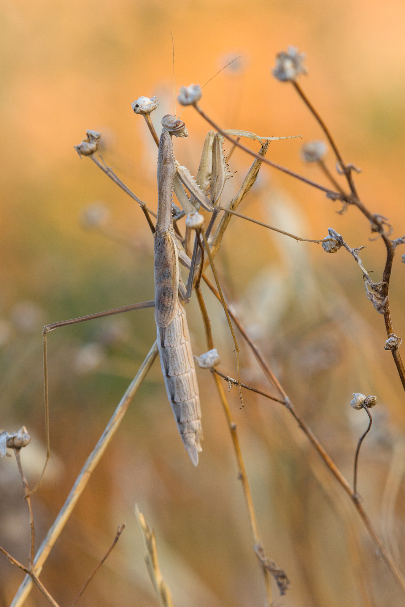 Tamron SP AF 180mm F3.5 Di LD (IF) Macro sample photo. Mantis photography