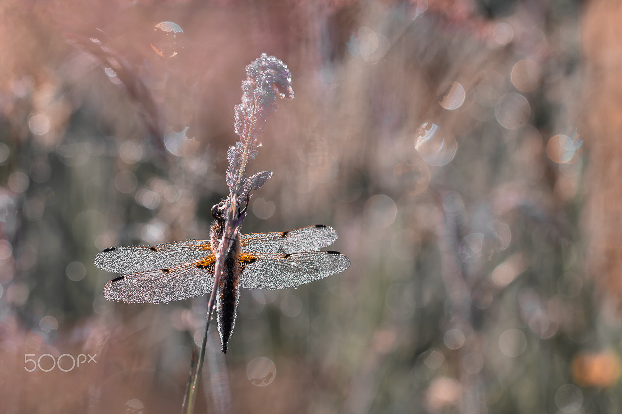 Canon EOS 650D (EOS Rebel T4i / EOS Kiss X6i) + Canon EF 100mm F2.8L Macro IS USM sample photo. Un peu plus que quatre taches... photography