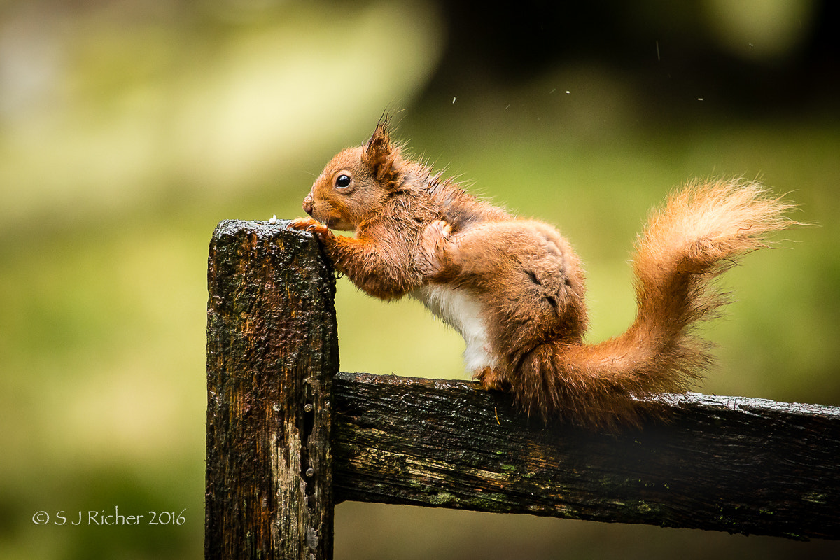 Canon EF 100-400mm F4.5-5.6L IS USM sample photo. Red squirrel photography