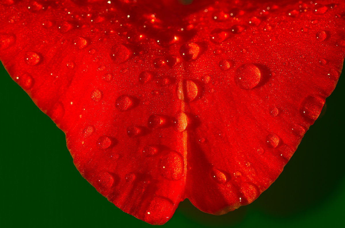 Pentax smc D-FA 100mm F2.8 macro sample photo. Jb px500_1 photography