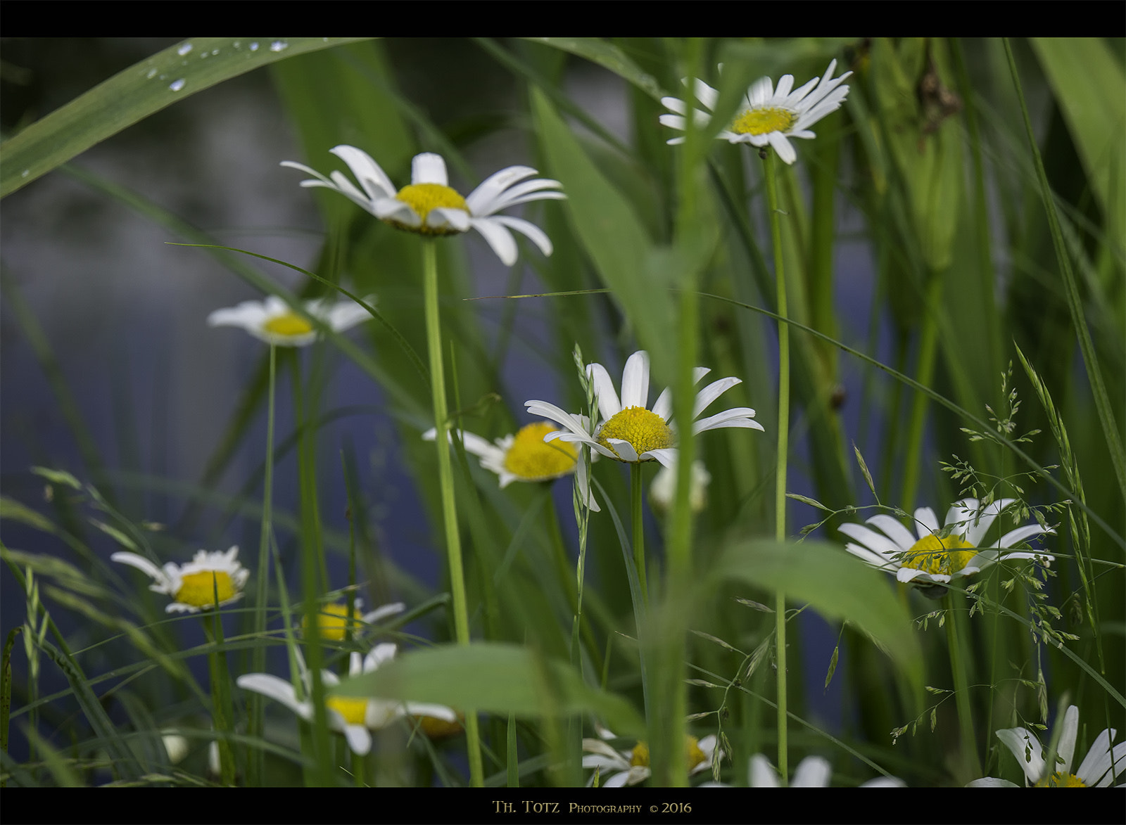 LUMIX G VARIO 45-150/F4.0-5.6 sample photo. Daisies photography