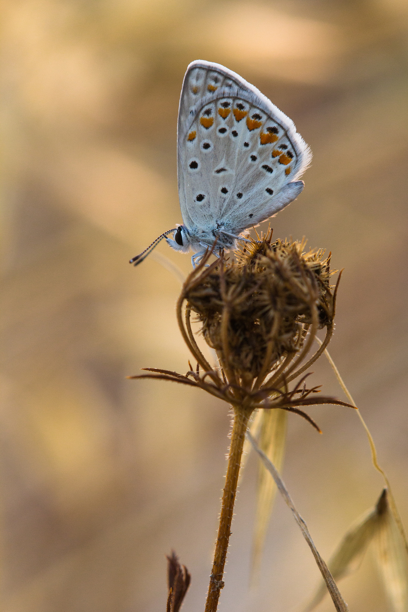 Tamron SP AF 180mm F3.5 Di LD (IF) Macro sample photo. Common blue photography