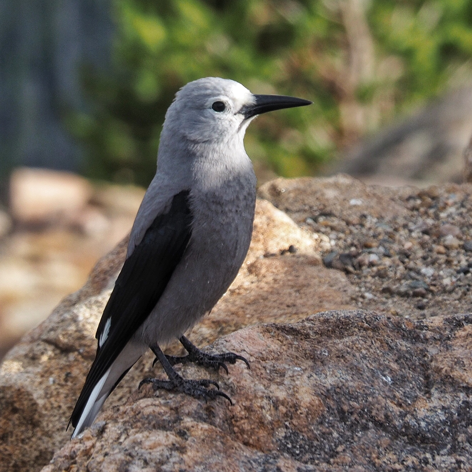 Olympus M.Zuiko Digital ED 14-150mm F4-5.6 sample photo. Clark's nutcrackers know how to be "that kind of f ... photography