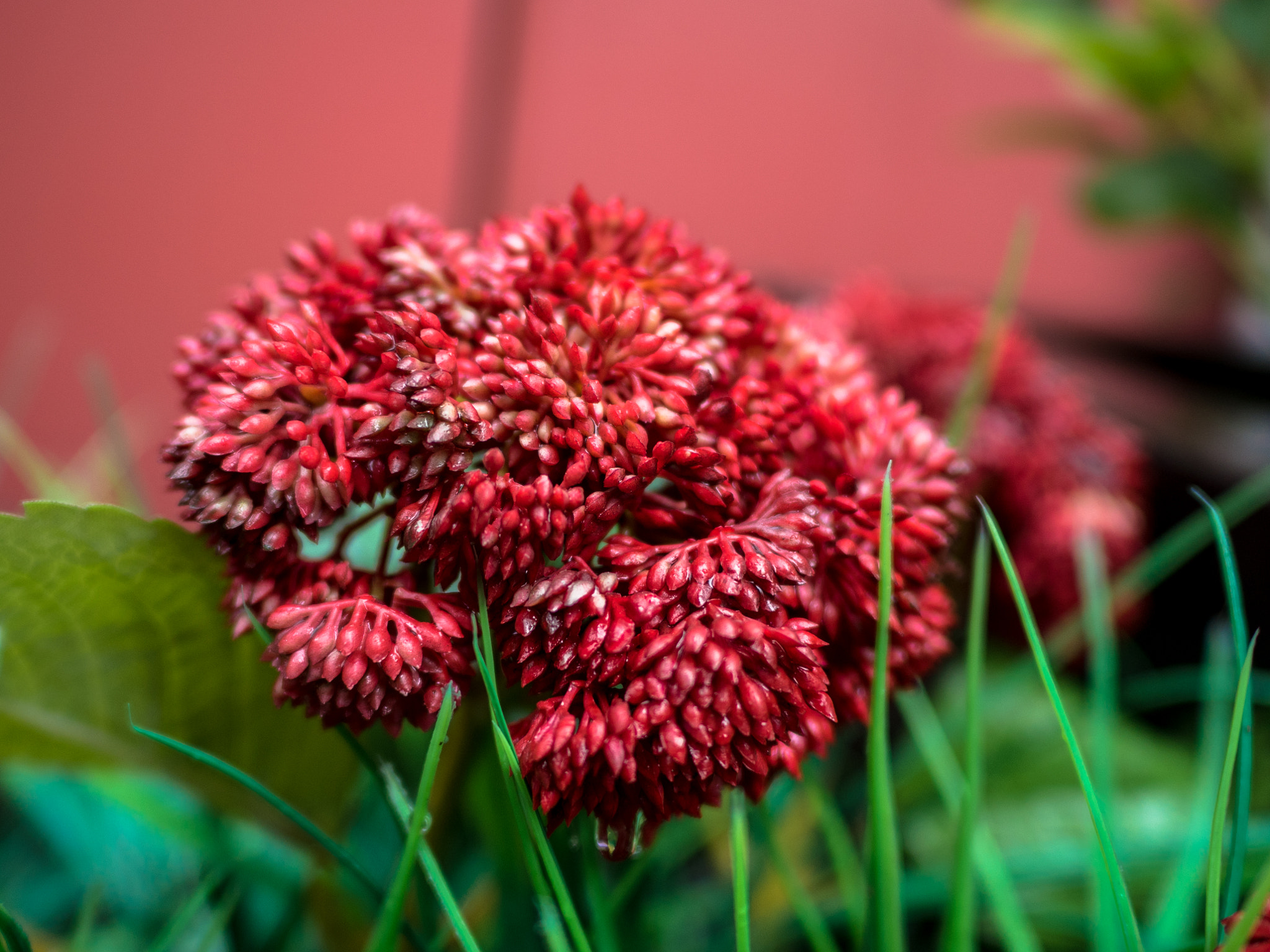 LEICA DG SUMMILUX 15/F1.7 sample photo. Flower photography
