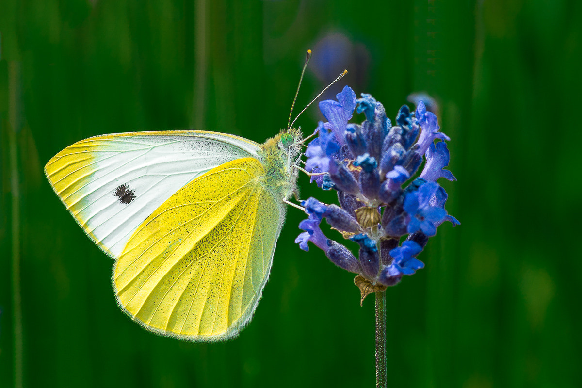 Pentax K-5 + Pentax smc D-FA 100mm F2.8 macro sample photo. Jb 500px_11 photography