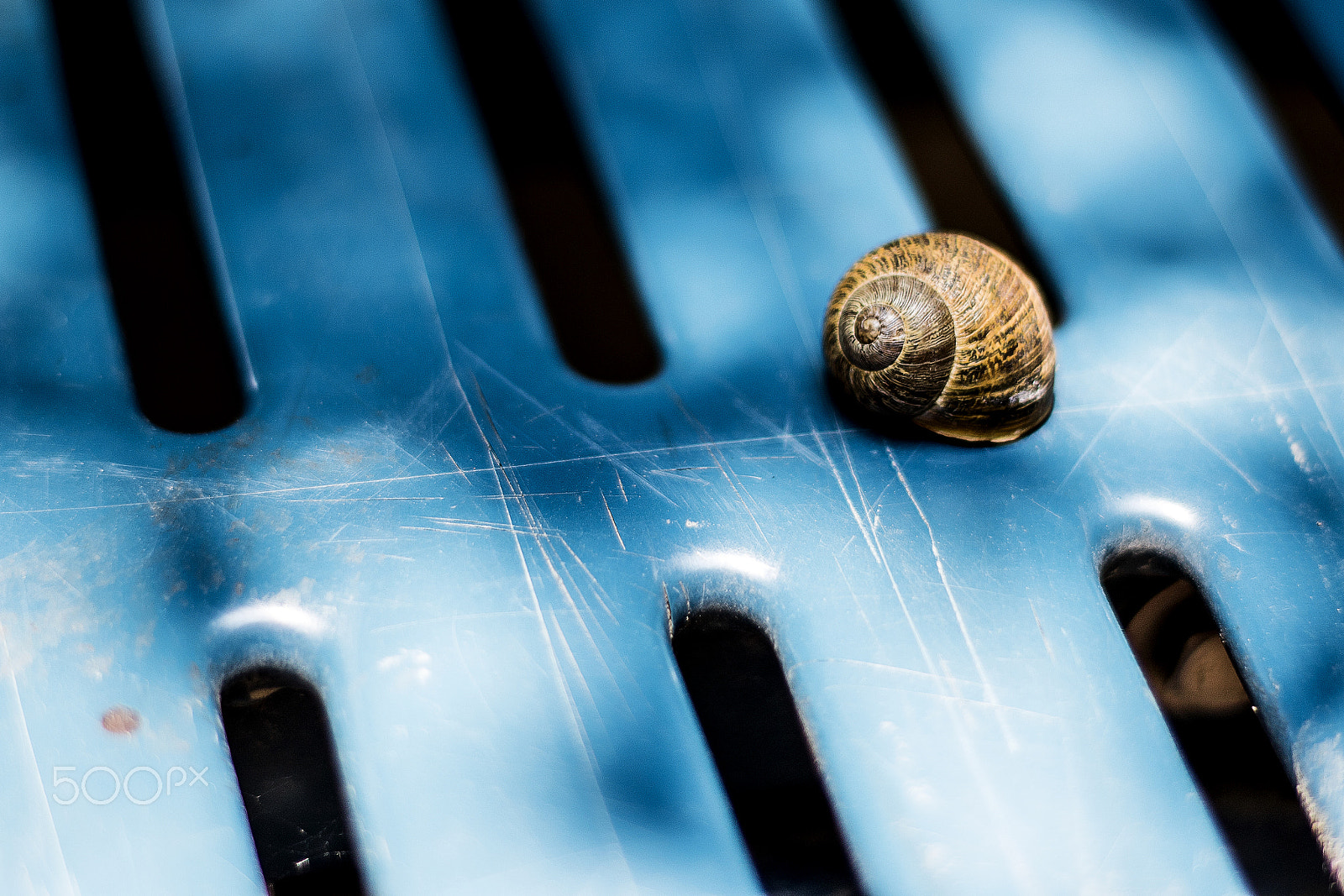 Canon EOS 7D Mark II + Canon EF 50mm F1.8 II sample photo. Seashell photography