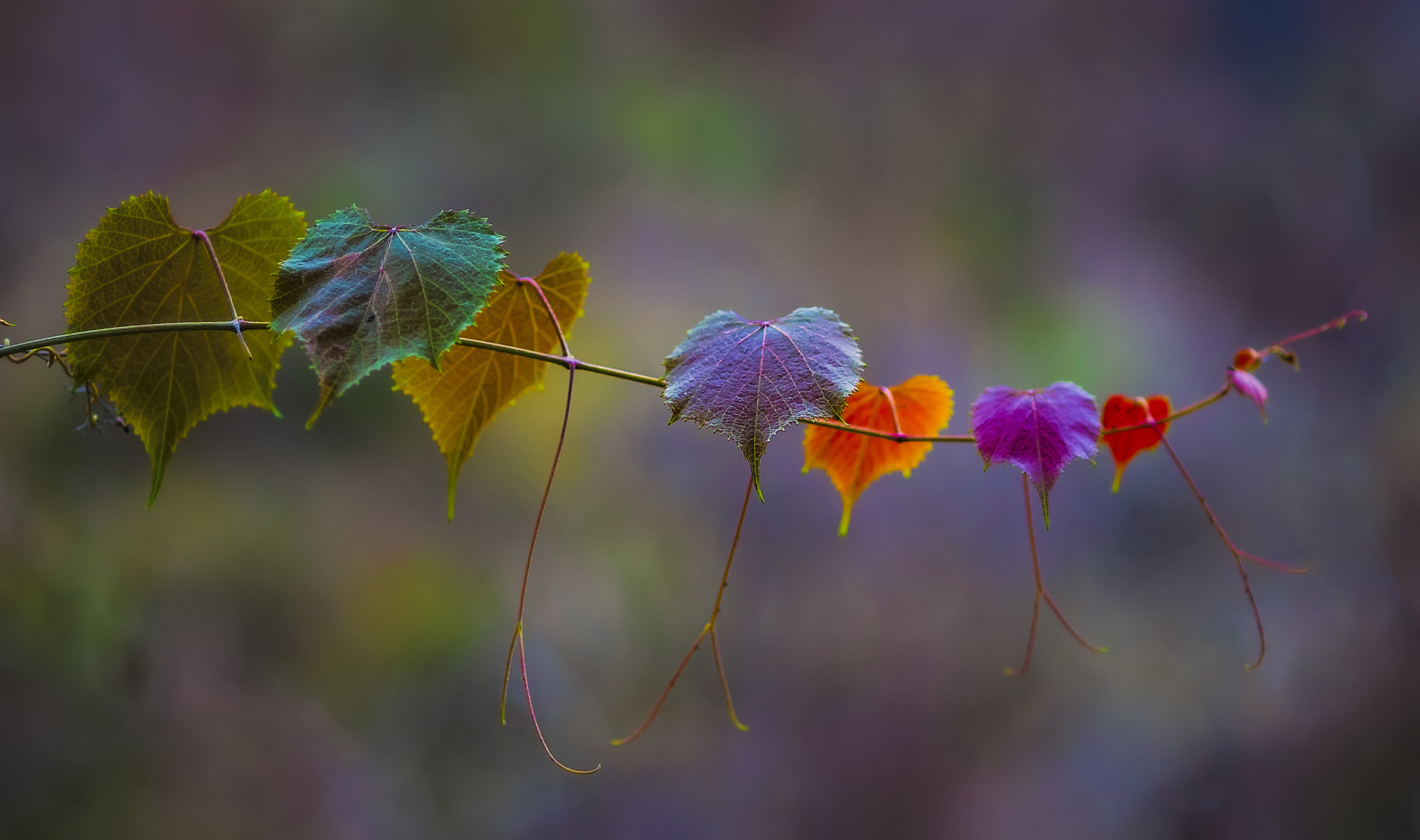 Canon EF 135mm F2L USM sample photo. Colorful leaves photography