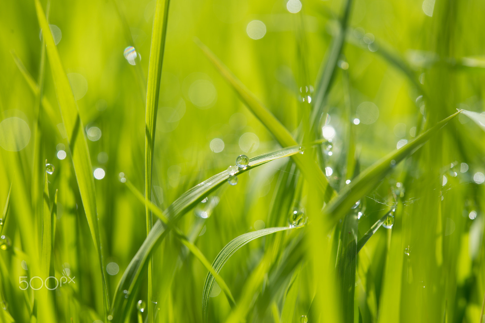 Nikon D610 + Nikon AF-S Micro-Nikkor 60mm F2.8G ED sample photo. Blurred of field in morning time, close up of young rice field with raindrops on leaf in morning... photography