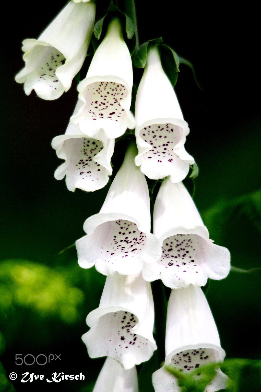 Sigma 150-500mm F5-6.3 DG OS HSM sample photo. White digitalis photography