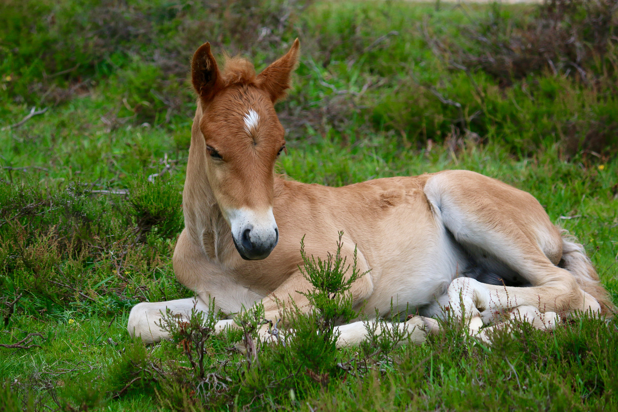 Canon EF-S 55-250mm F4-5.6 IS II sample photo. Took this few days old foal in the new forest with ... photography