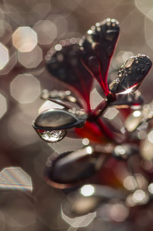 Pentax K-5 + Pentax smc D-FA 100mm F2.8 macro sample photo. Jb 500px_6 photography