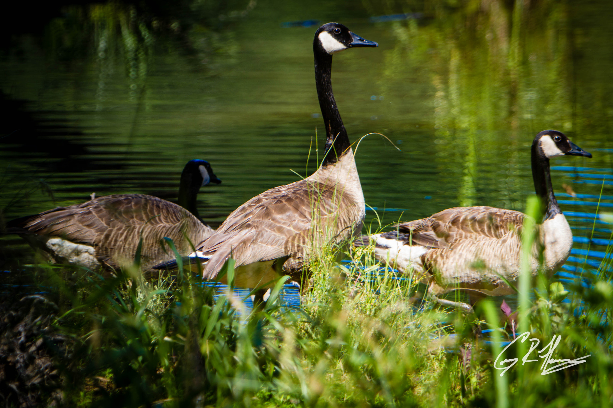 Canon EF 70-200mm F2.8L IS USM sample photo