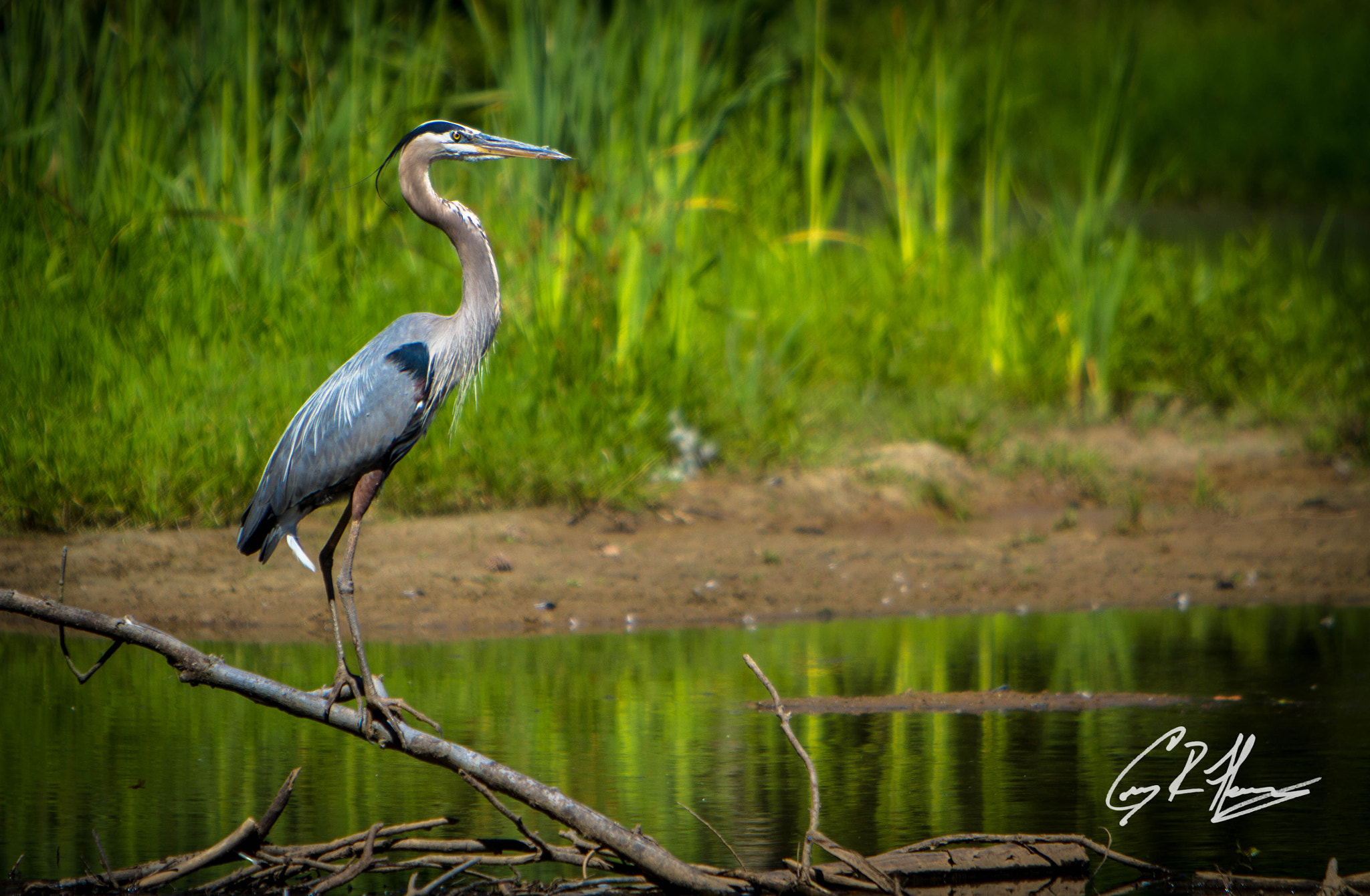 Canon EF 70-200mm F2.8L IS USM sample photo