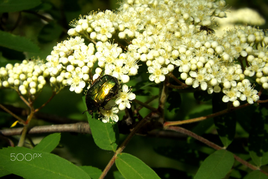Fujifilm FinePix SL240 sample photo. Cetonia aurata photography