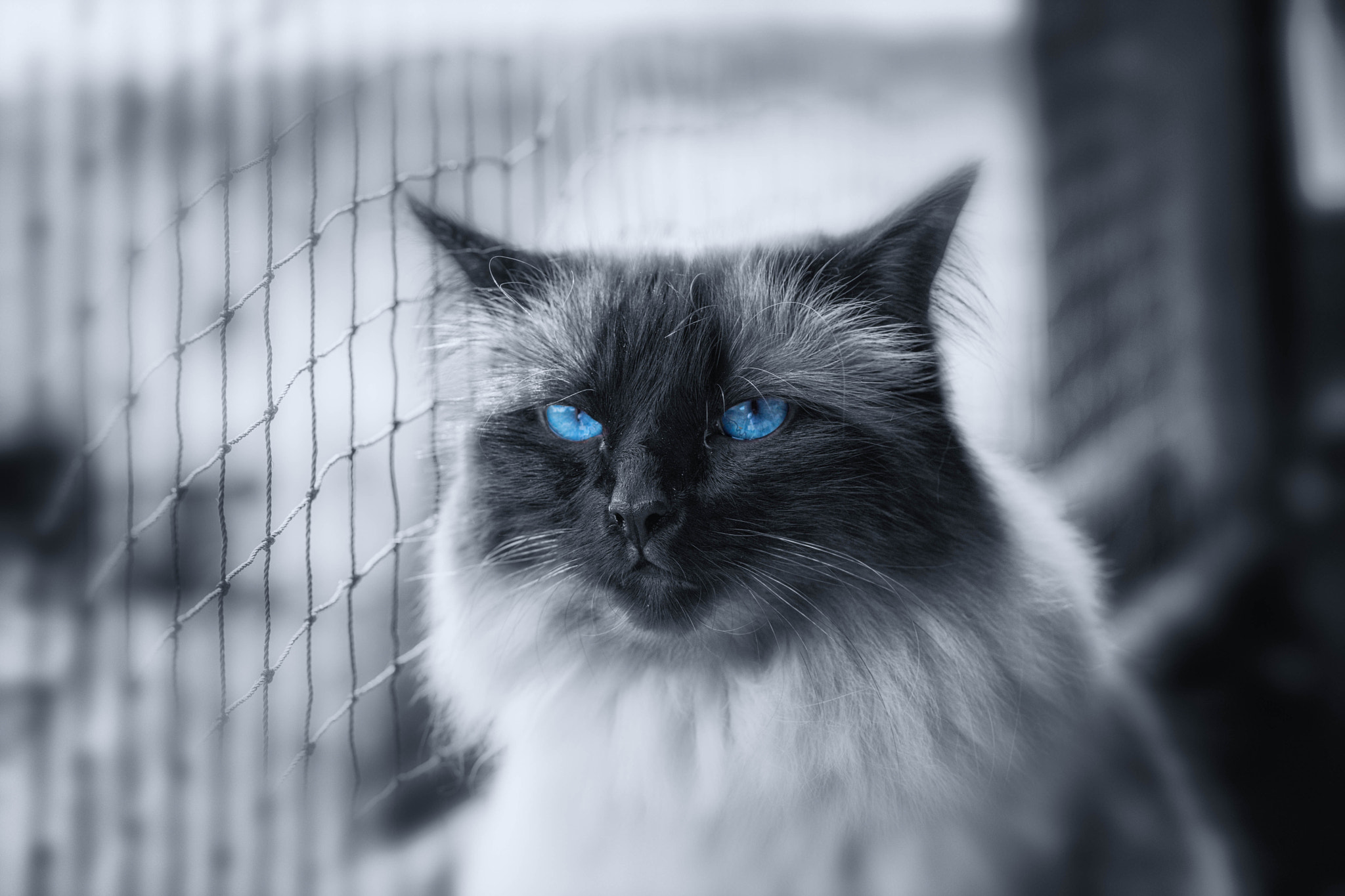 Nikon D3X + Nikon AF Nikkor 105mm F2D DC sample photo. Princess tiffany 's smooth gangster gaze photography