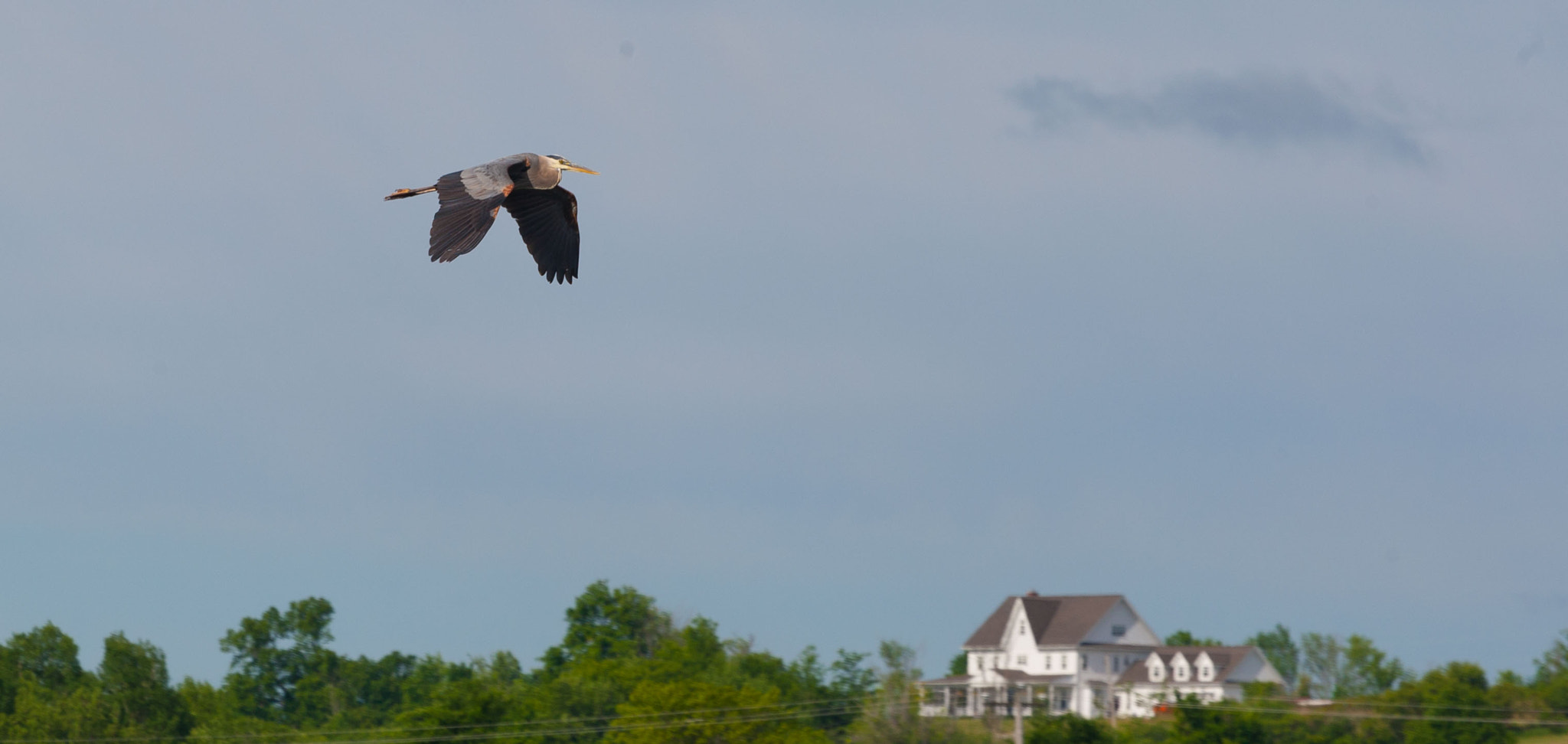 Canon EOS-1D Mark III sample photo. Heron on the move photography