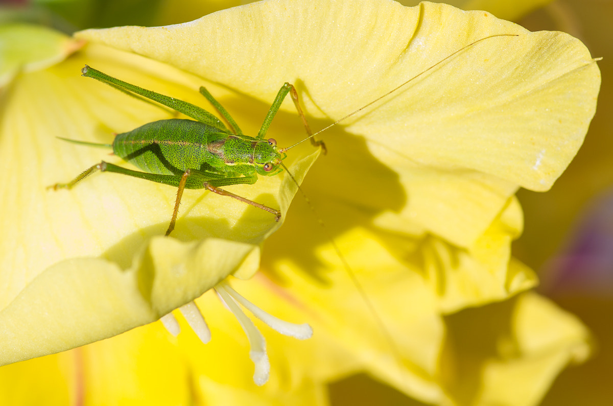 Pentax smc D-FA 100mm F2.8 macro sample photo. Jb 500px_10 photography